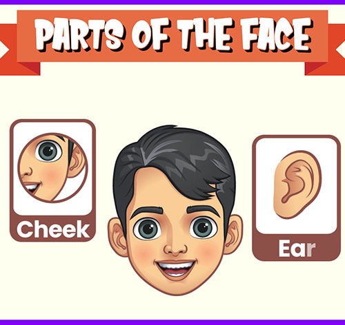 Parts of the Face