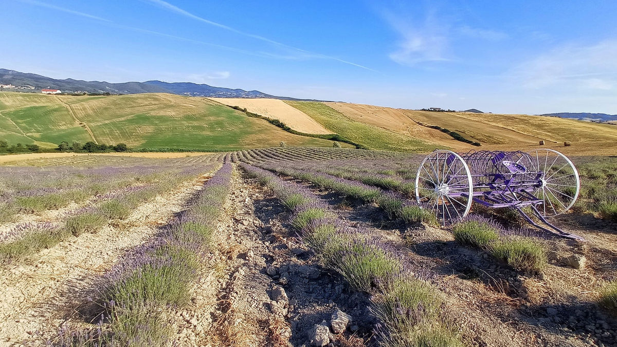 I campi di lavanda e il Lago di Santa Luce