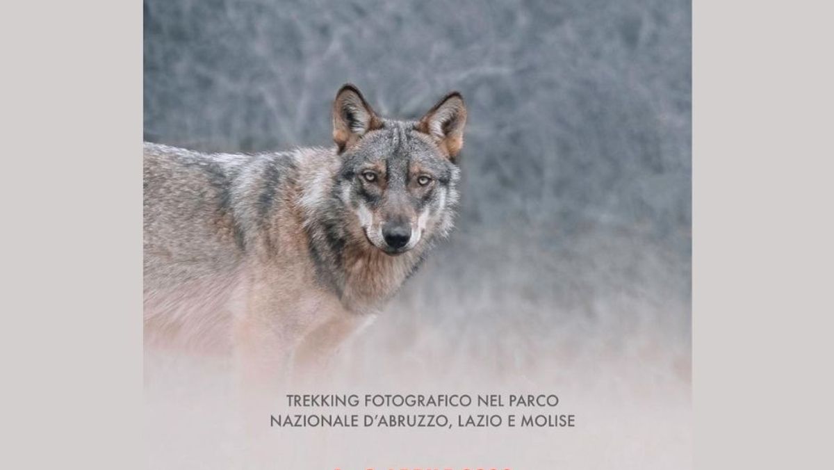 Trekking Fotografico “Lupo Appenninico” Parco Nazionale d’Abruzzo  