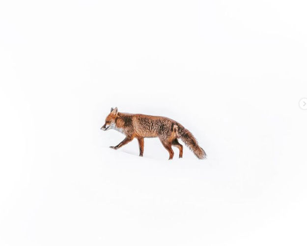 Trekking Fotografico “Lupo Appenninico” Parco Nazionale d’Abruzzo  