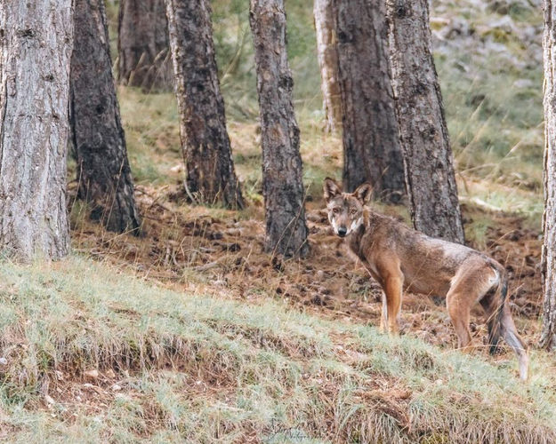 Trekking Fotografico “Lupo Appenninico” Parco Nazionale d’Abruzzo  