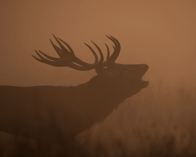 BRAMITO DEL CERVO NEL PARCO DELLO STELVIO ESPERIENZA NATURALISTICA e FOTOGRAFICA