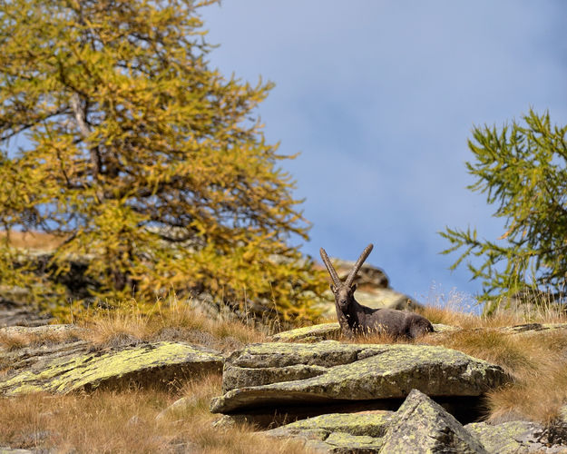 BRAMITO DEL CERVO NEL PARCO DELLO STELVIO ESPERIENZA NATURALISTICA e FOTOGRAFICA