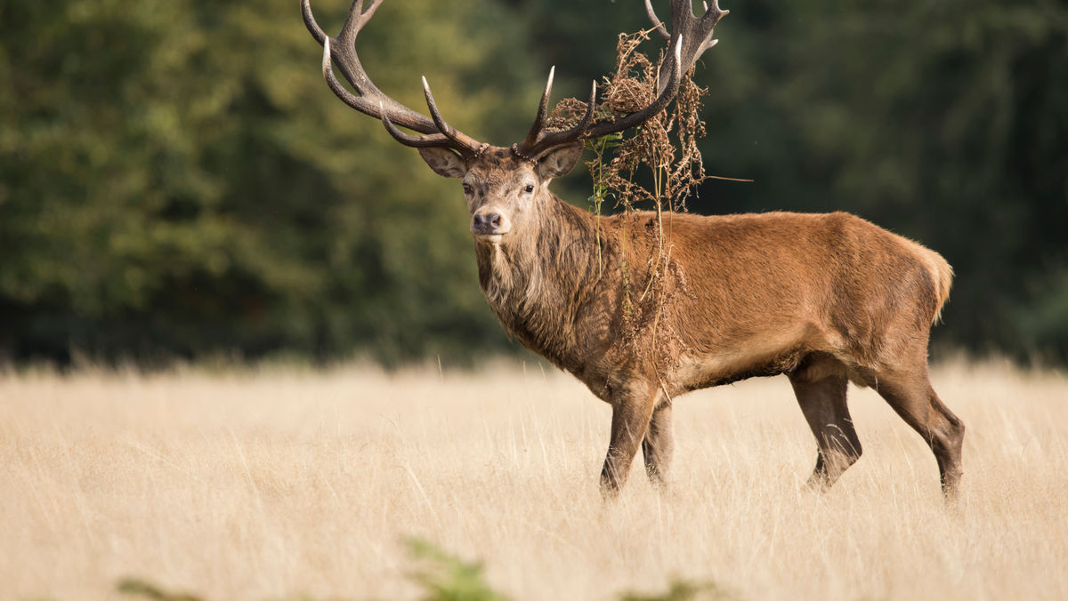 BRAMITO DEL CERVO NEL PARCO DELLO STELVIO ESPERIENZA NATURALISTICA e FOTOGRAFICA