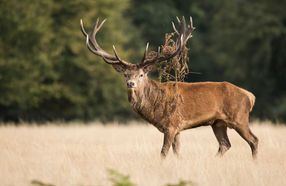 BRAMITO DEL CERVO NEL PARCO DELLO STELVIO ESPERIENZA NATURALISTICA e FOTOGRAFICA