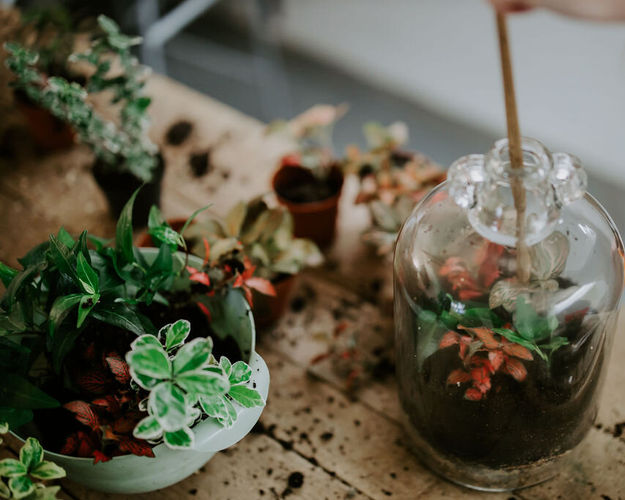 Workshop Terrarium & Brunch 