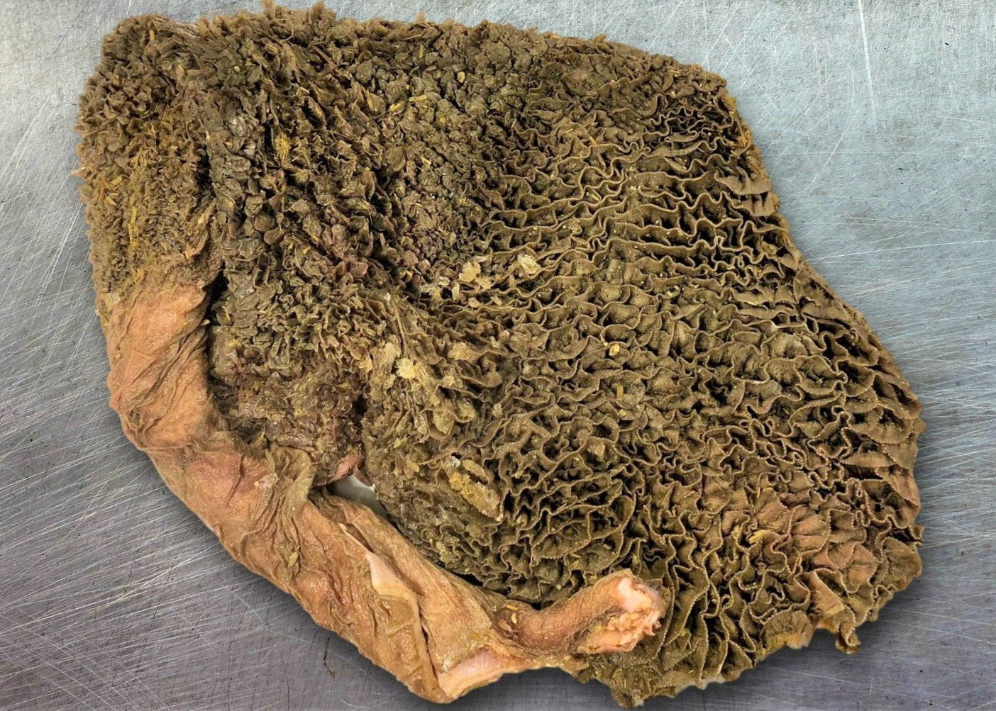Green Tripe Raw Dog Food Benefits of Tripe for Dogs
