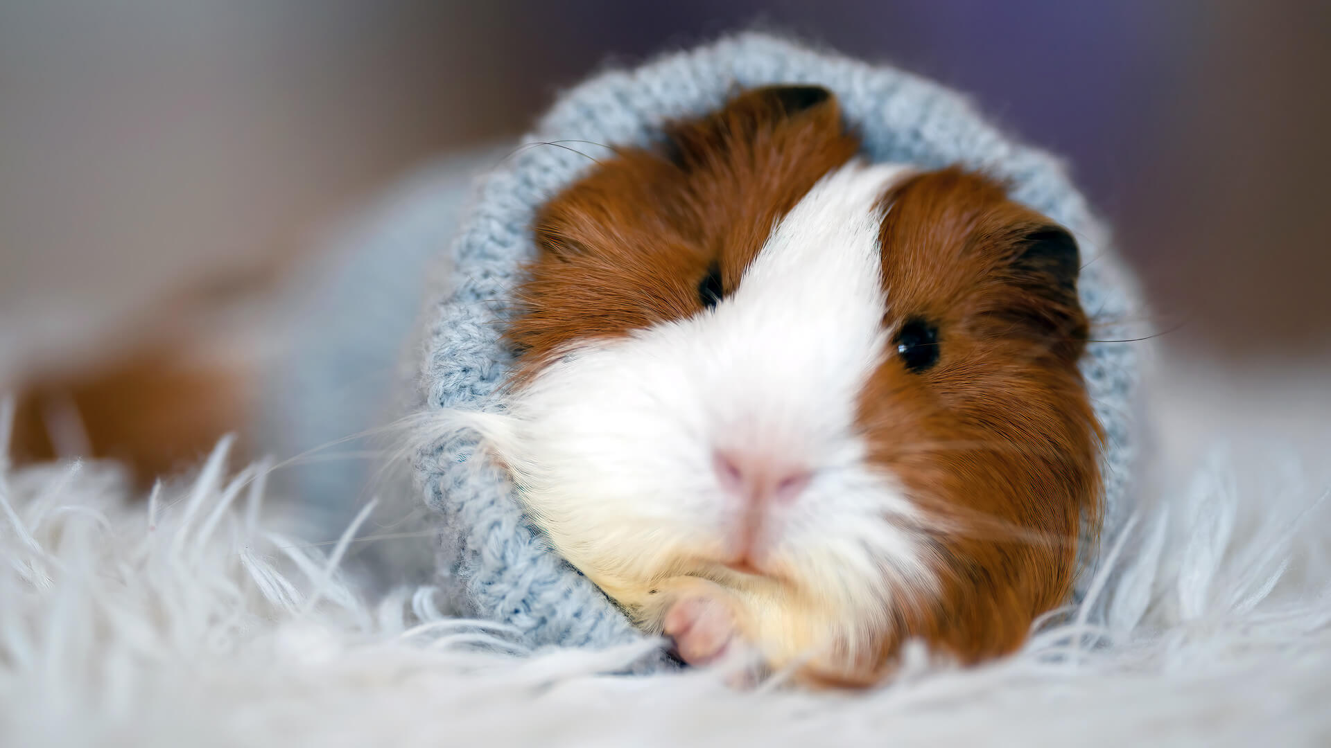 Can Guinea Pigs Have Blankets In Their Cage? Pet