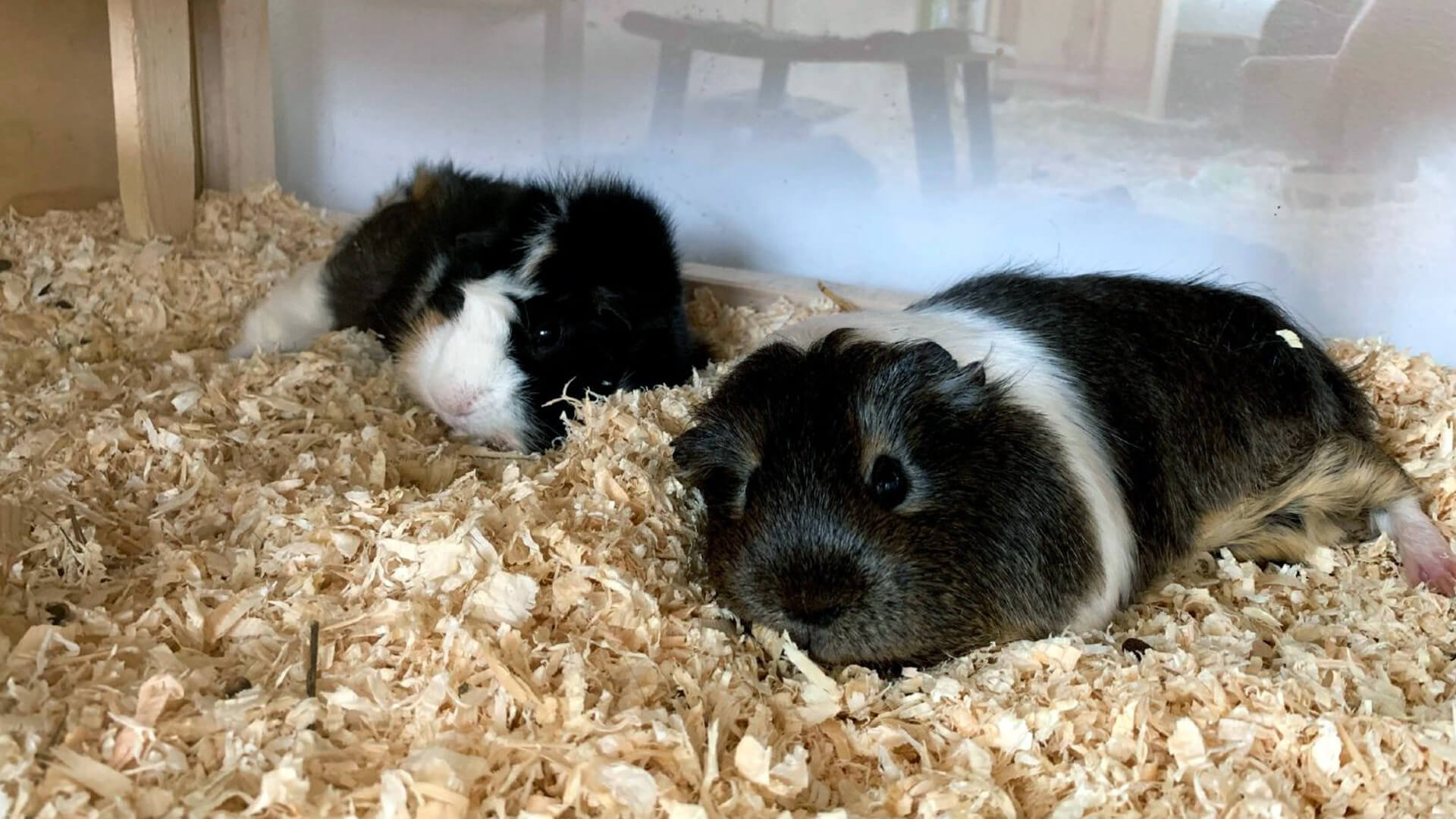 How Much Space Do Guinea Pigs Need