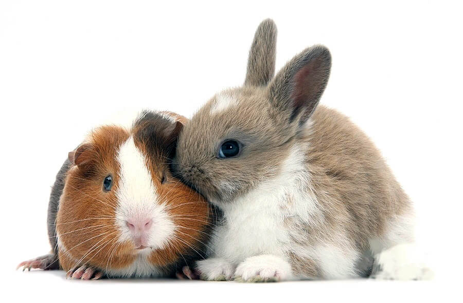 Guinea Pig vs Rabbit Pet