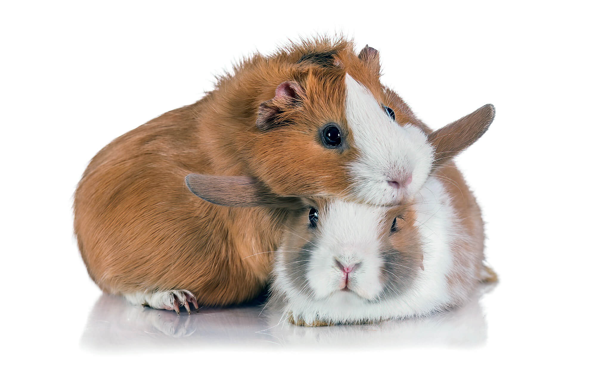 Straw or Hay? What to Feed Rabbits & Guinea Pigs? Pet