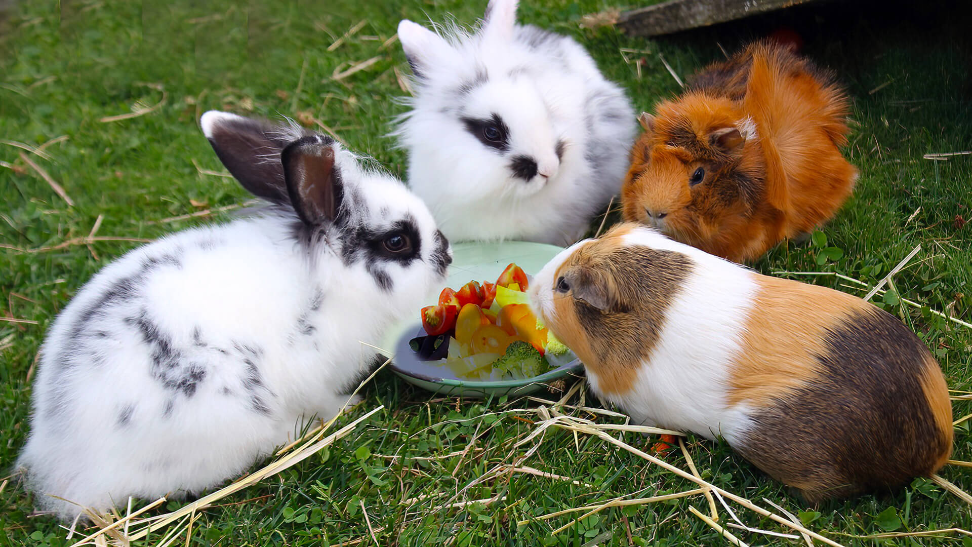 Straw or Hay? What to Feed Rabbits & Guinea Pigs? Pet