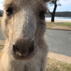 Marry Beach - Roo Albinos