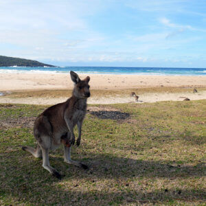 Marry Beach - Roo Mummy