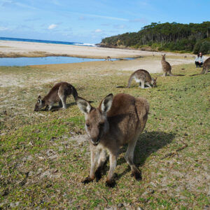 Mary Beach - Roo Beach