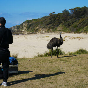 Chasing Emu