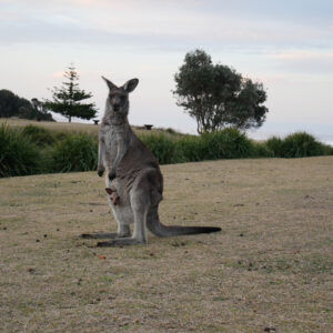 Kangaroo in Potato Point
