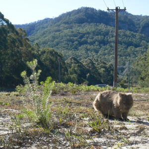 Wombat on the way