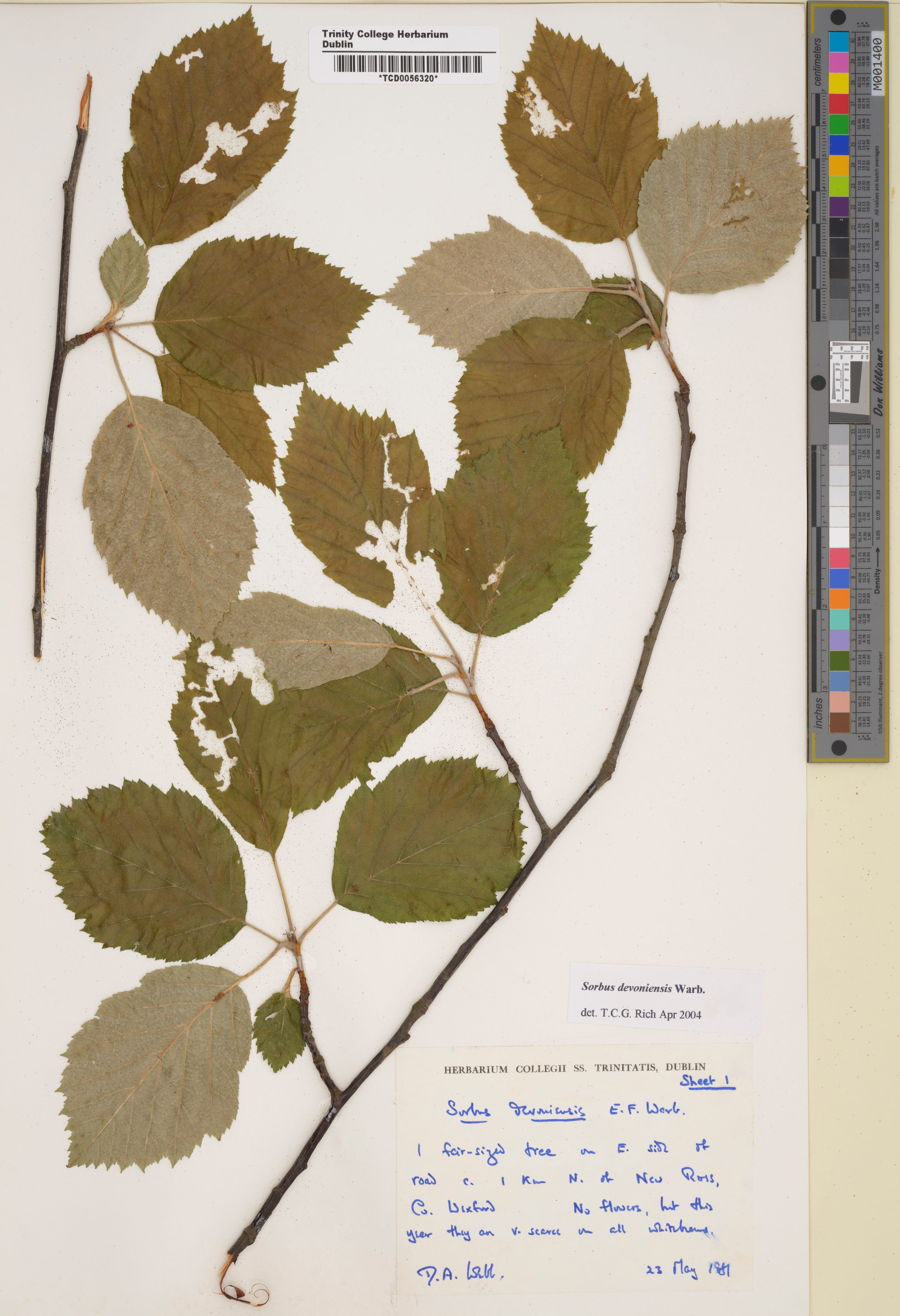 Sorbus devoniensis - 8