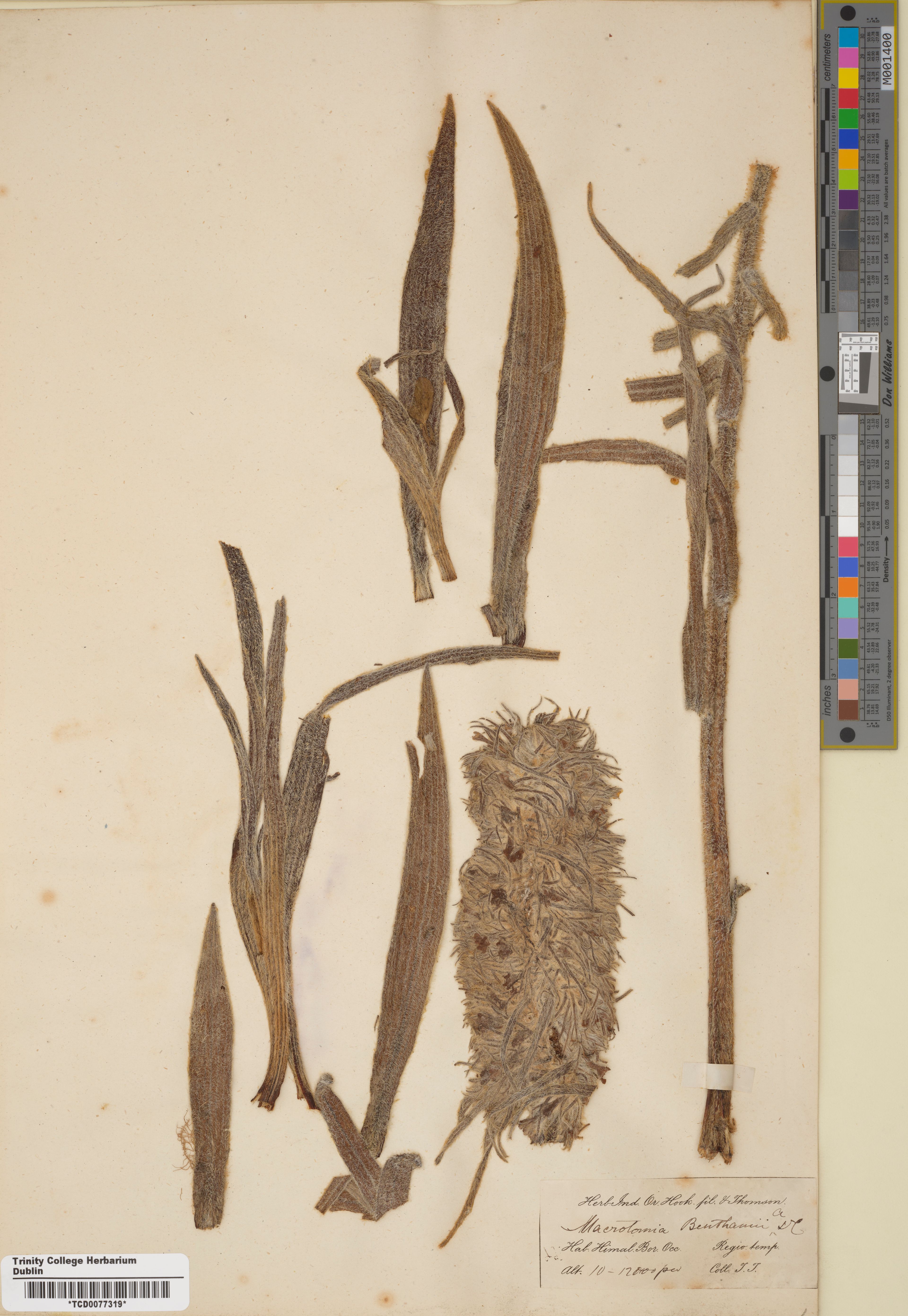 Arnebia benthamii - 15