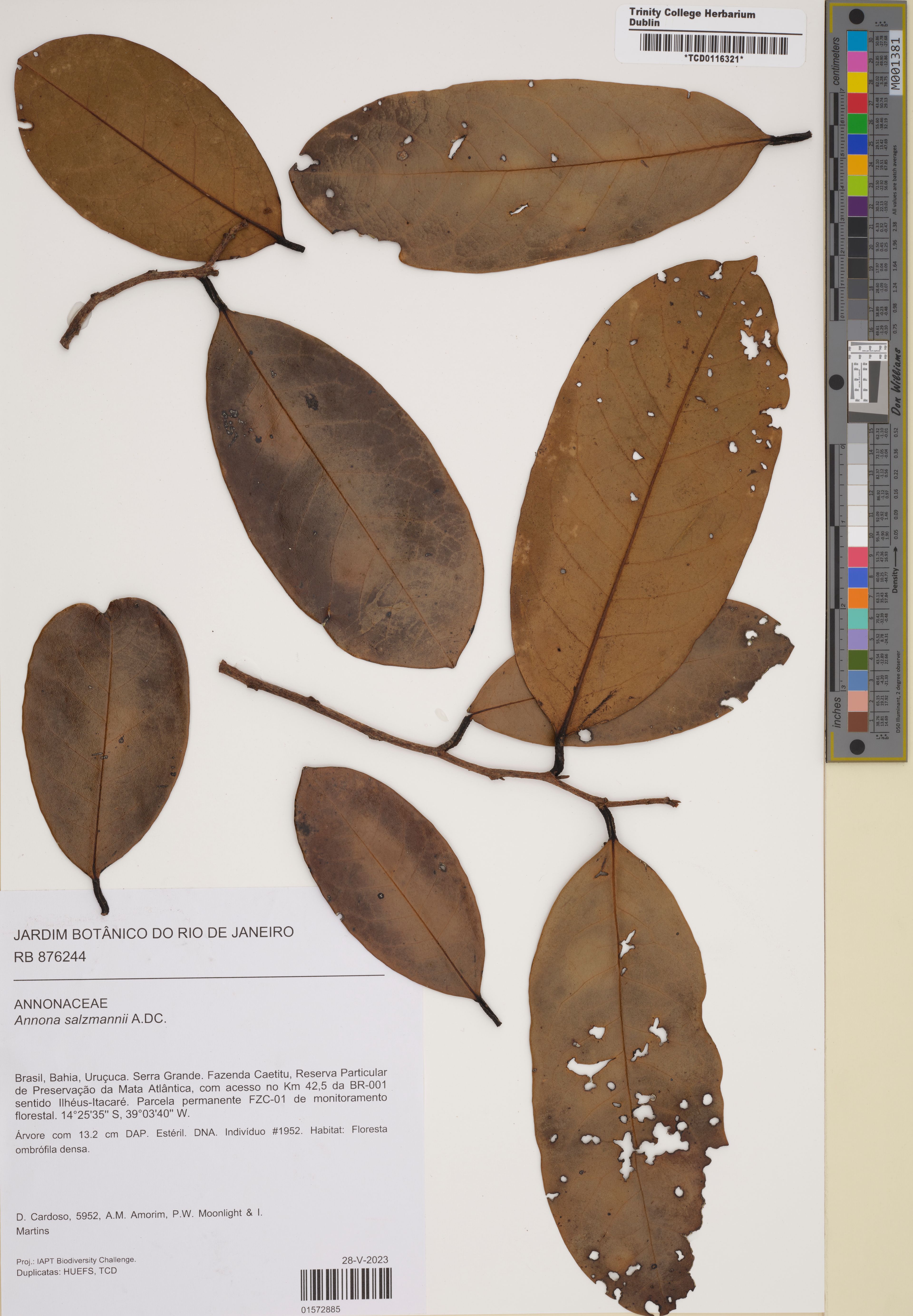 Annona salzmannii - 56