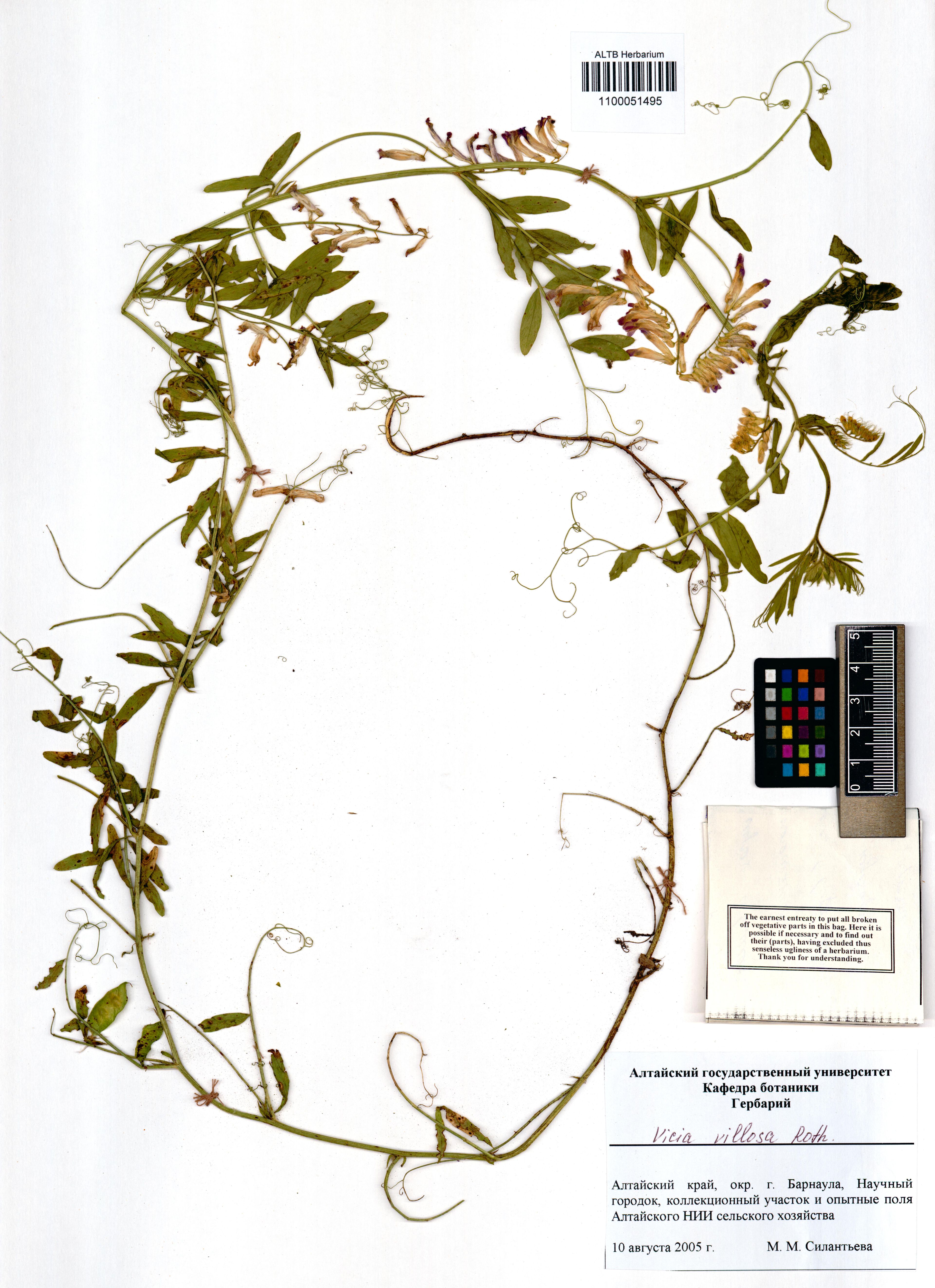 Vicia venosa - 8