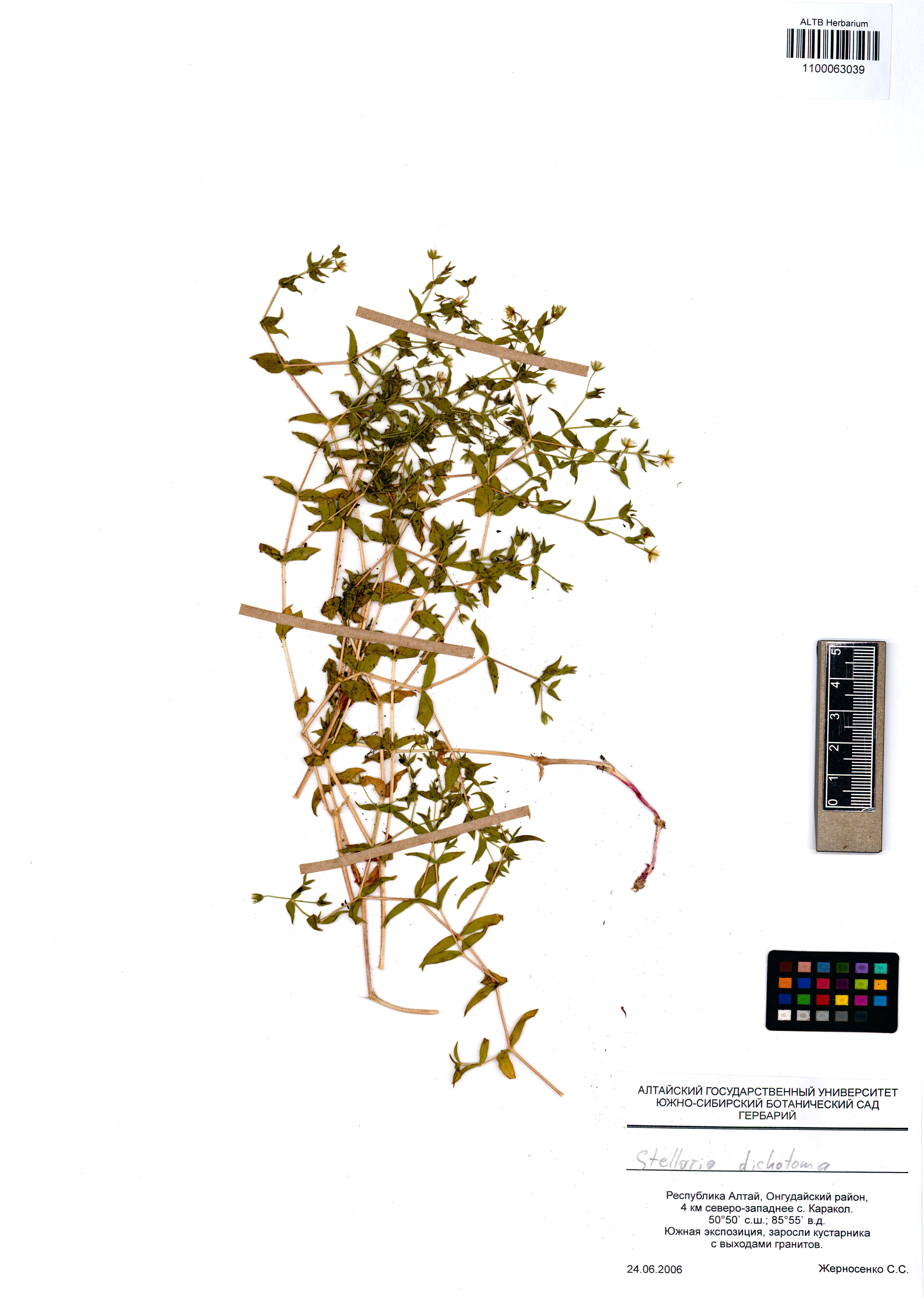 Stellaria dichotoma - 77