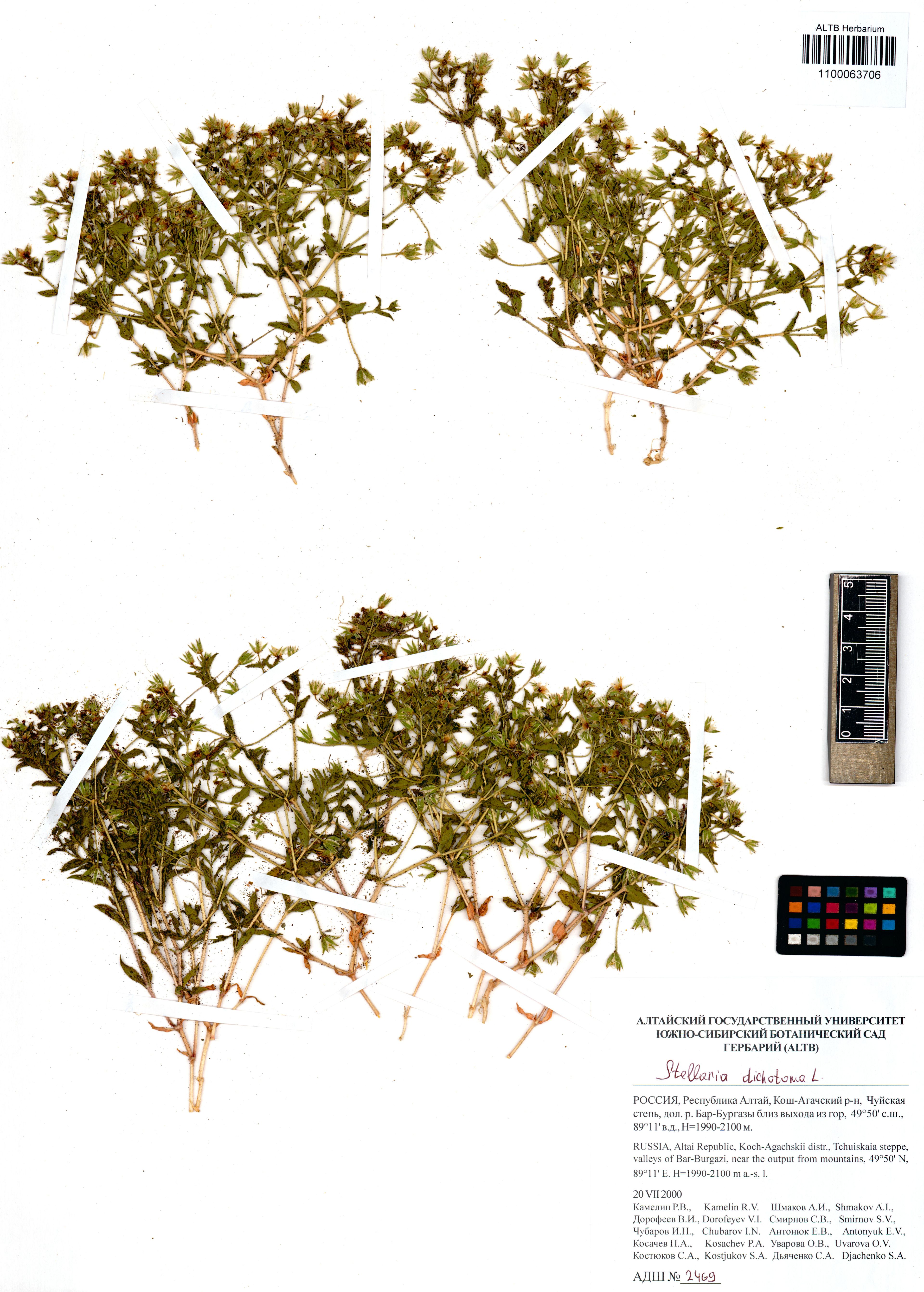 Stellaria dichotoma - 54