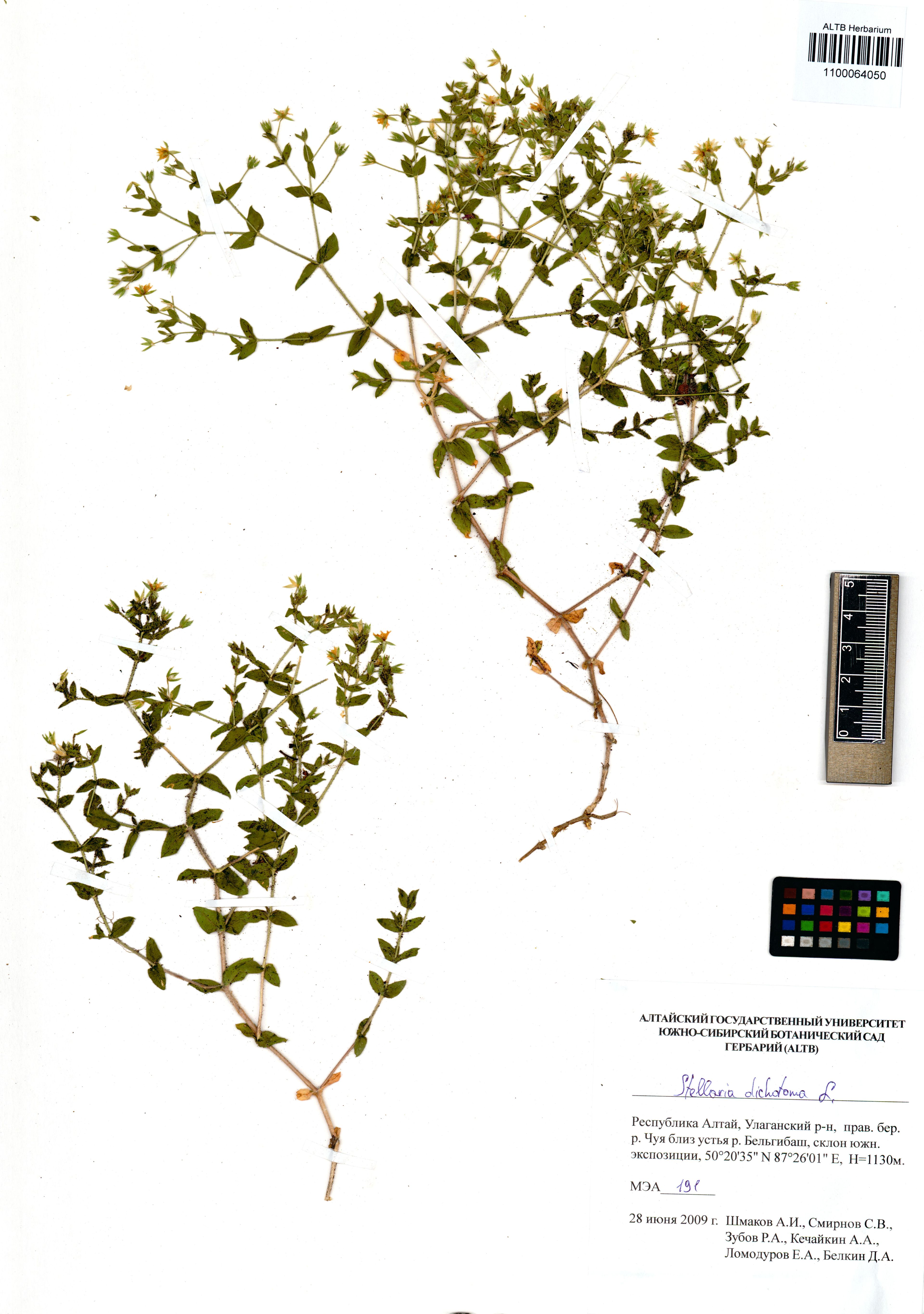 Stellaria dichotoma - 13
