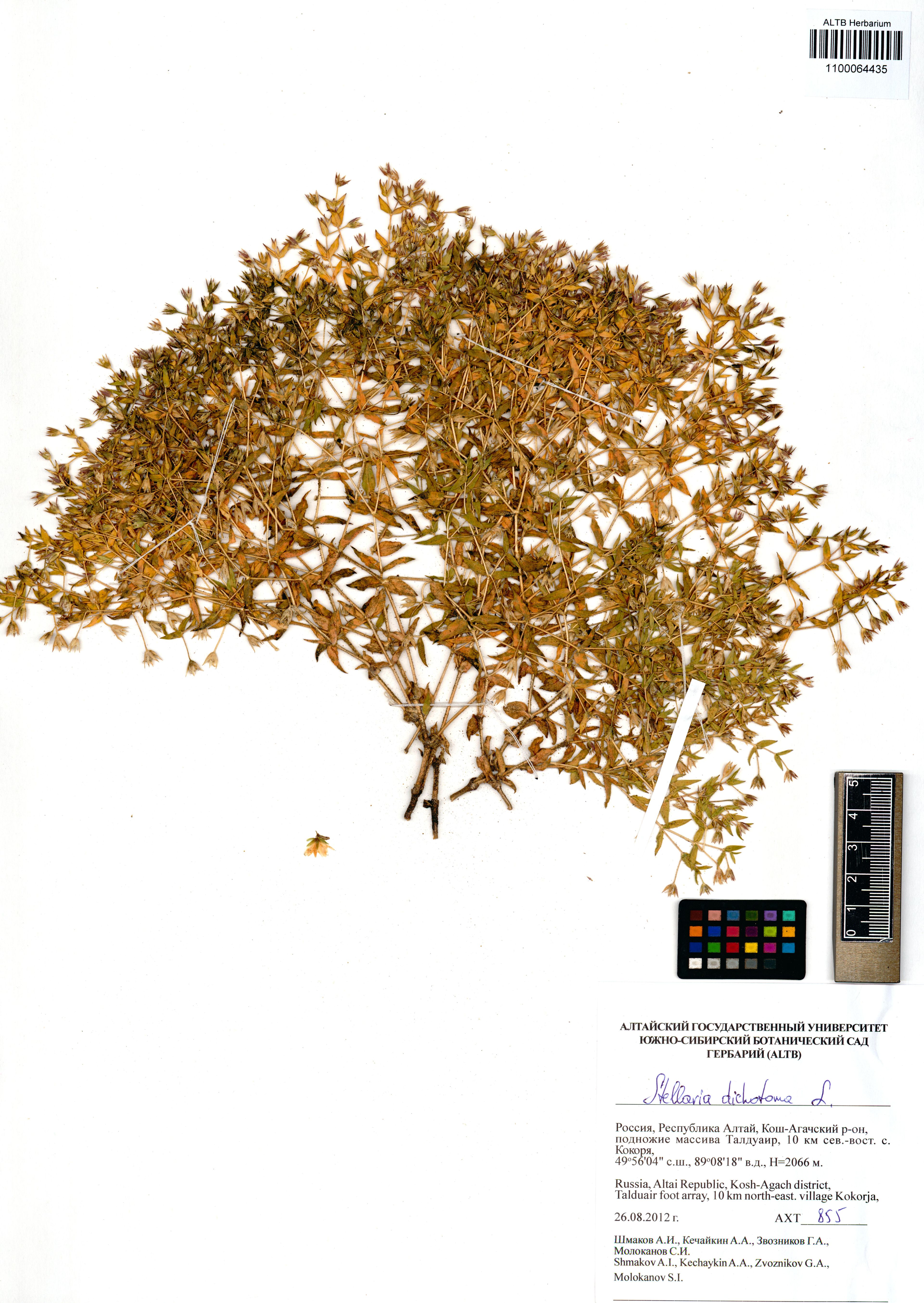 Stellaria dichotoma - 40