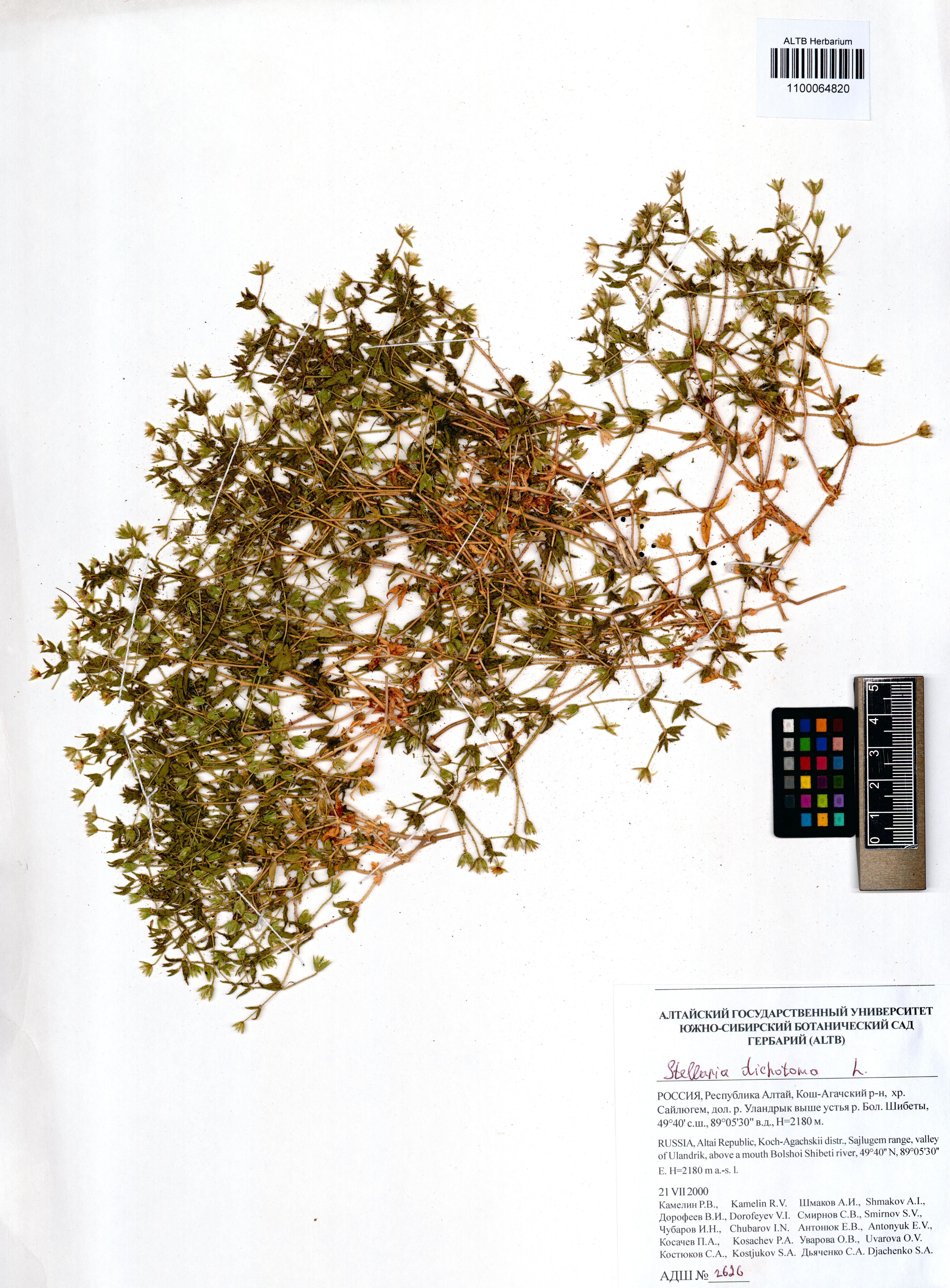Stellaria dichotoma - 23