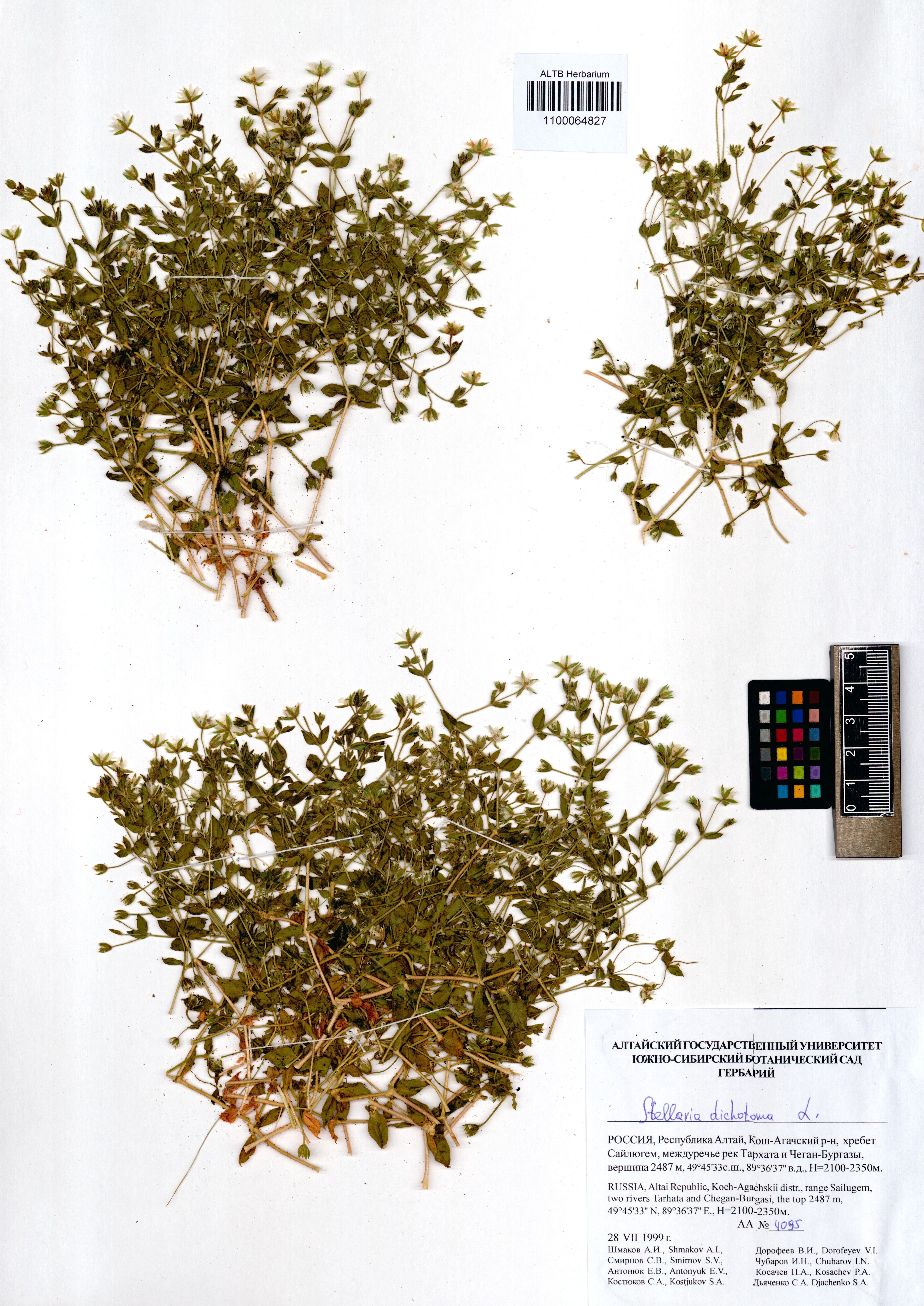 Stellaria dichotoma - 25