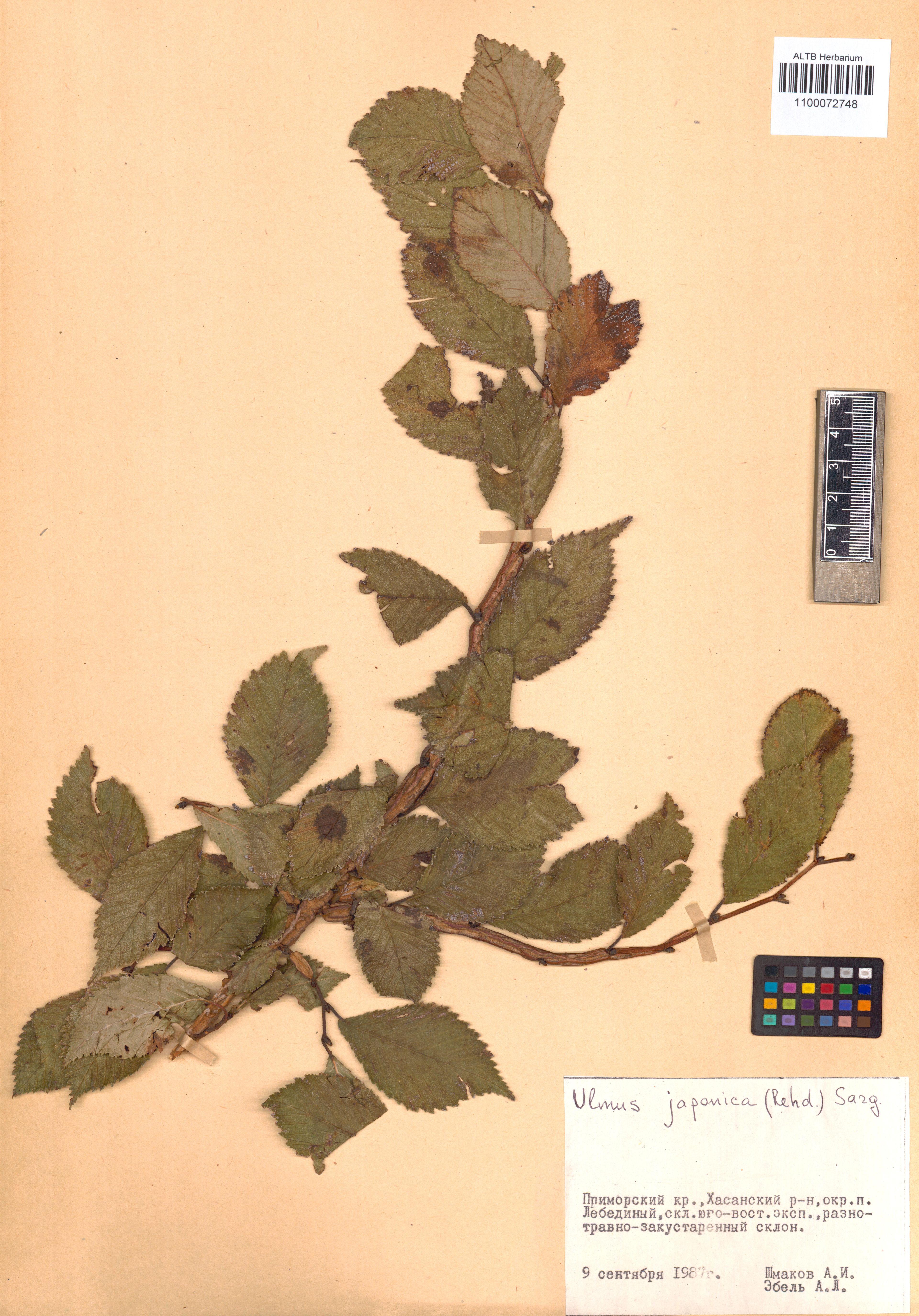 Ulmus japonica - 11