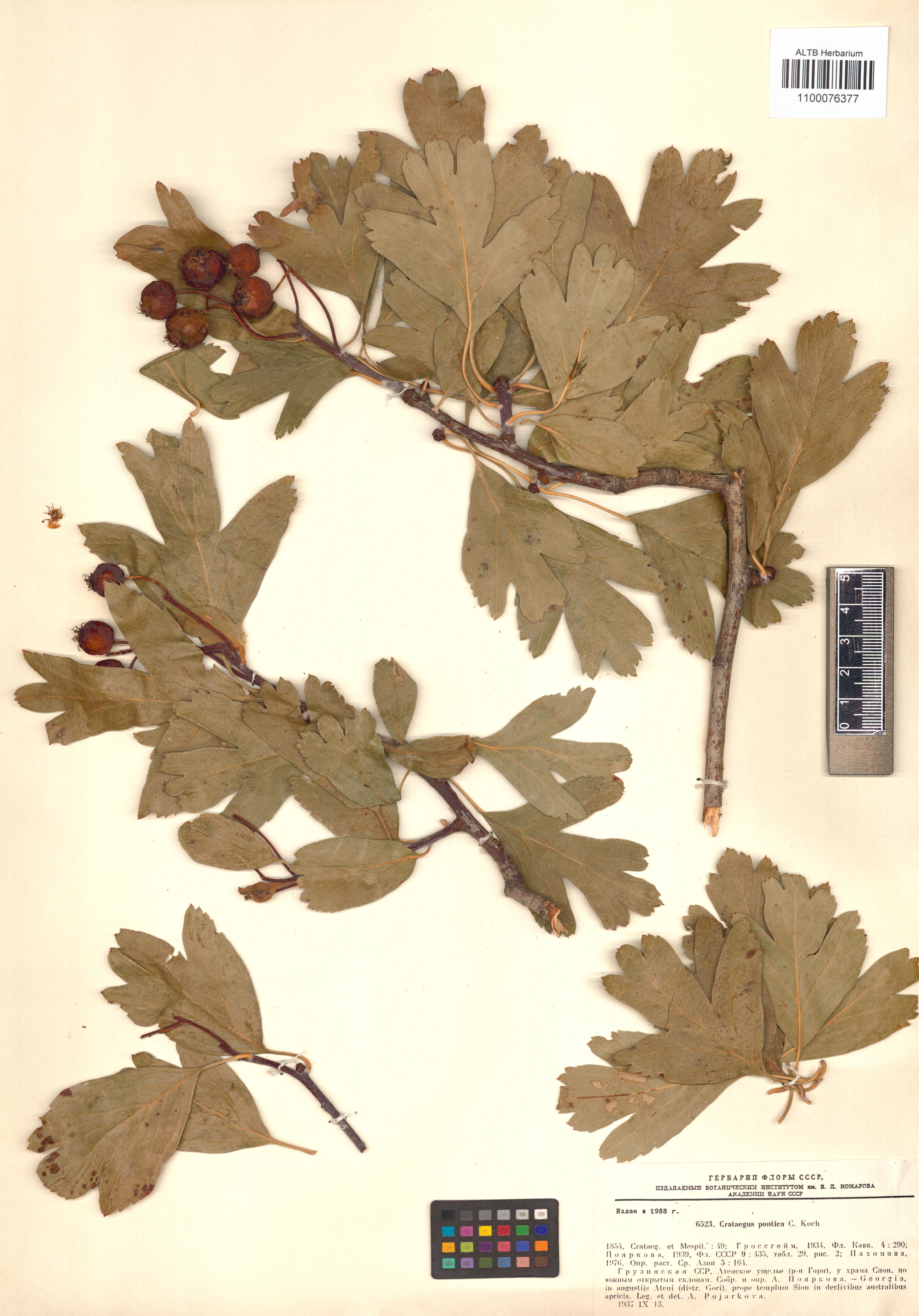 Crataegus pontica - 89