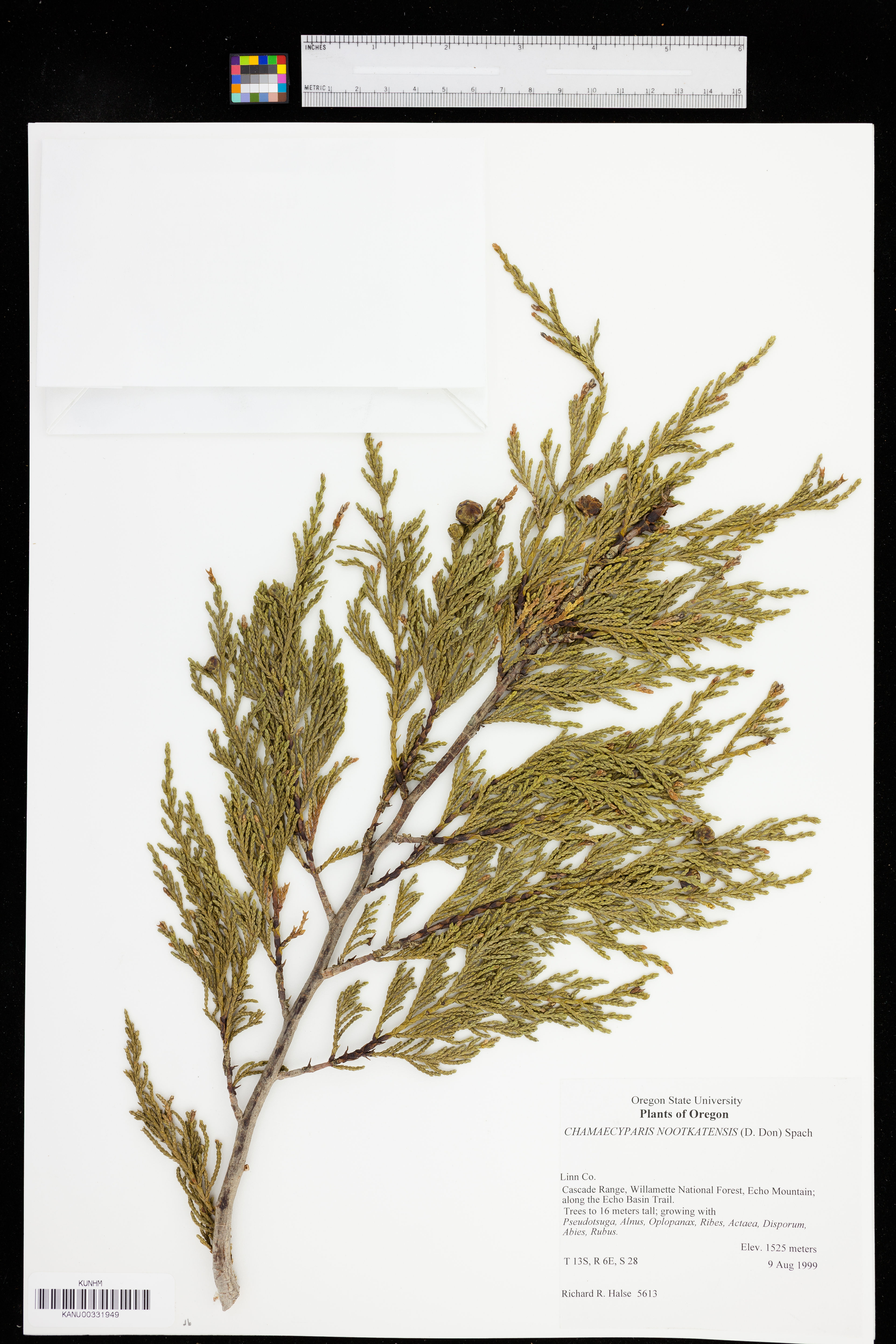 Chamaecyparis nootkatensis - 68