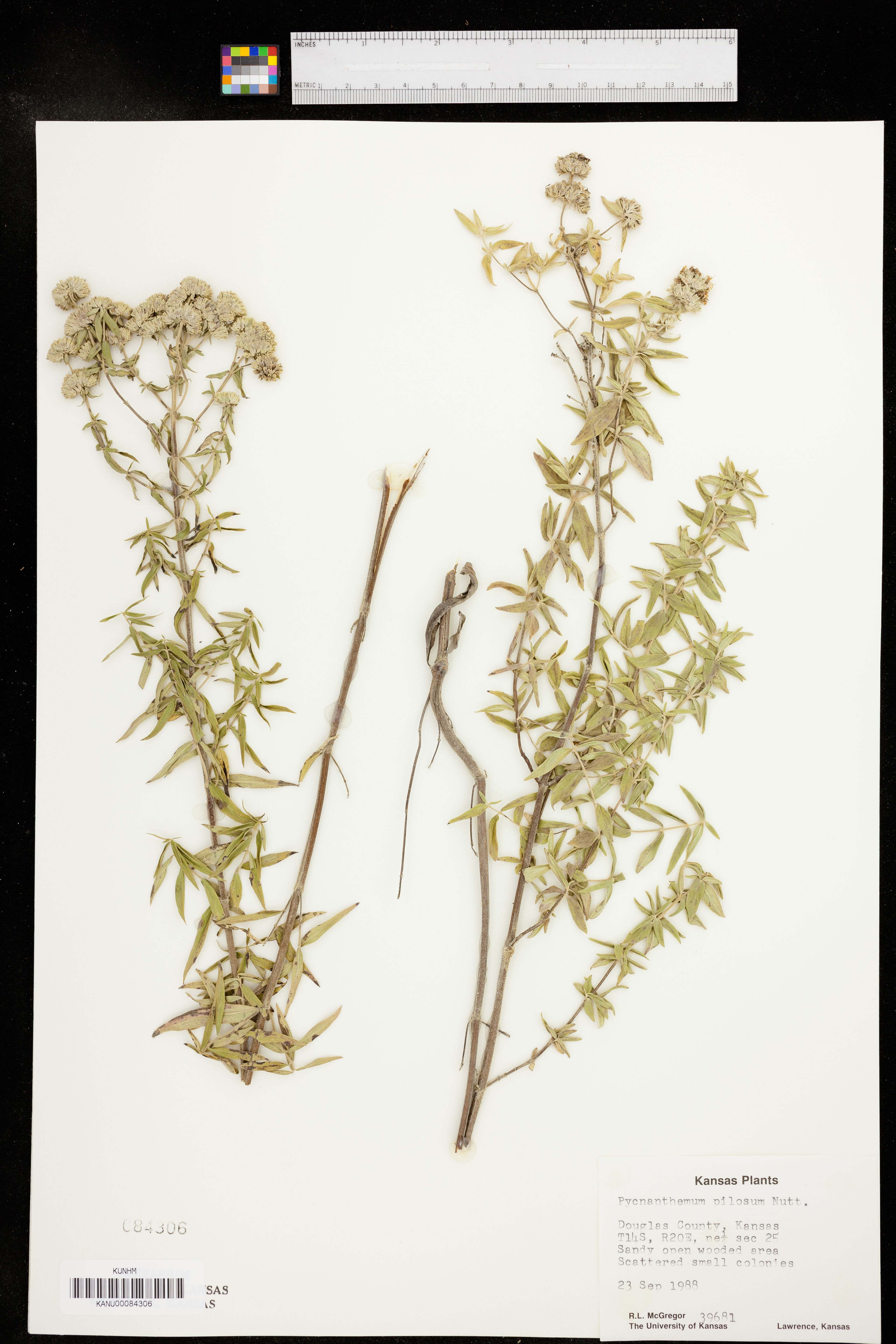 Pycnanthemum pilosum - 63