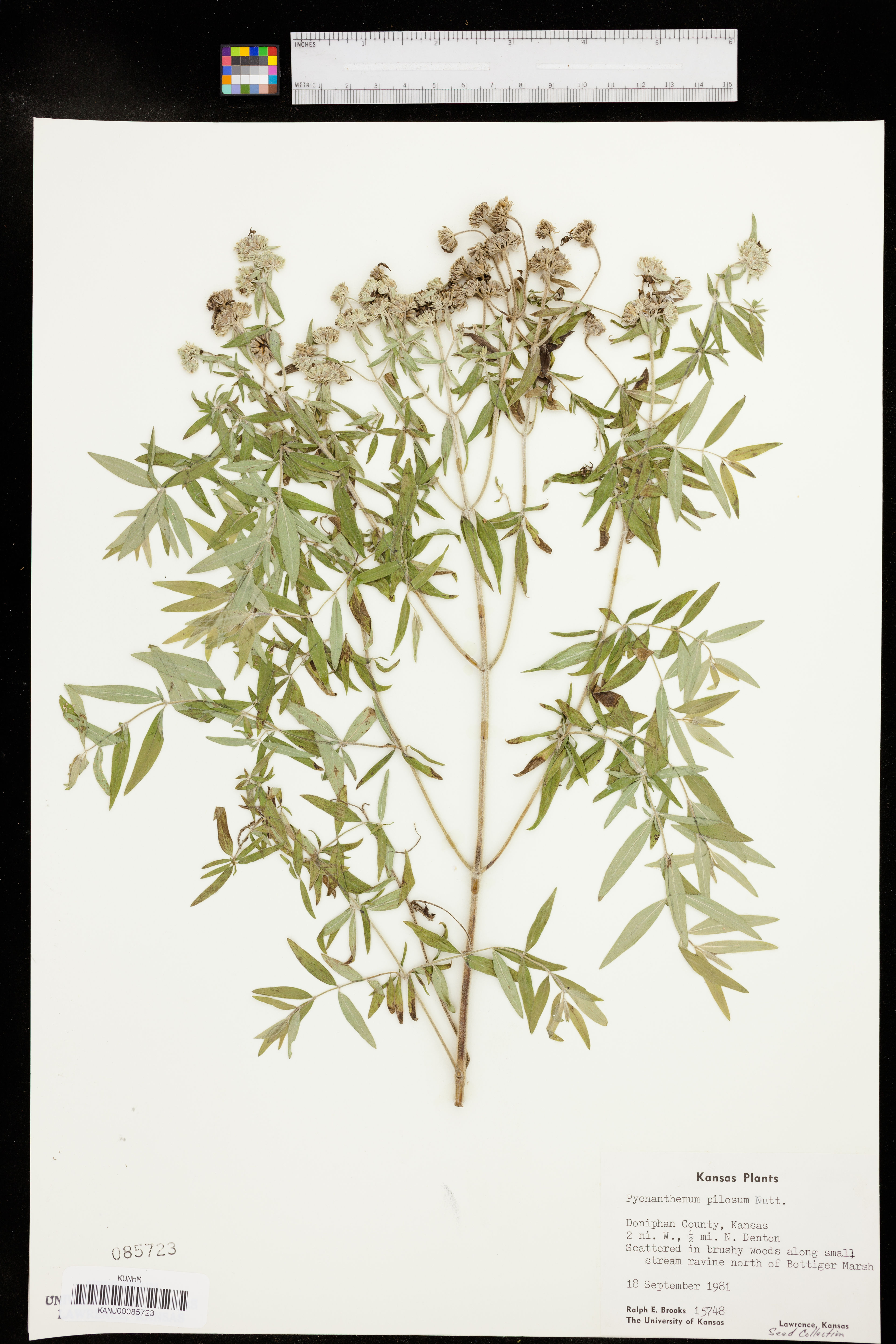 Pycnanthemum pilosum - 16