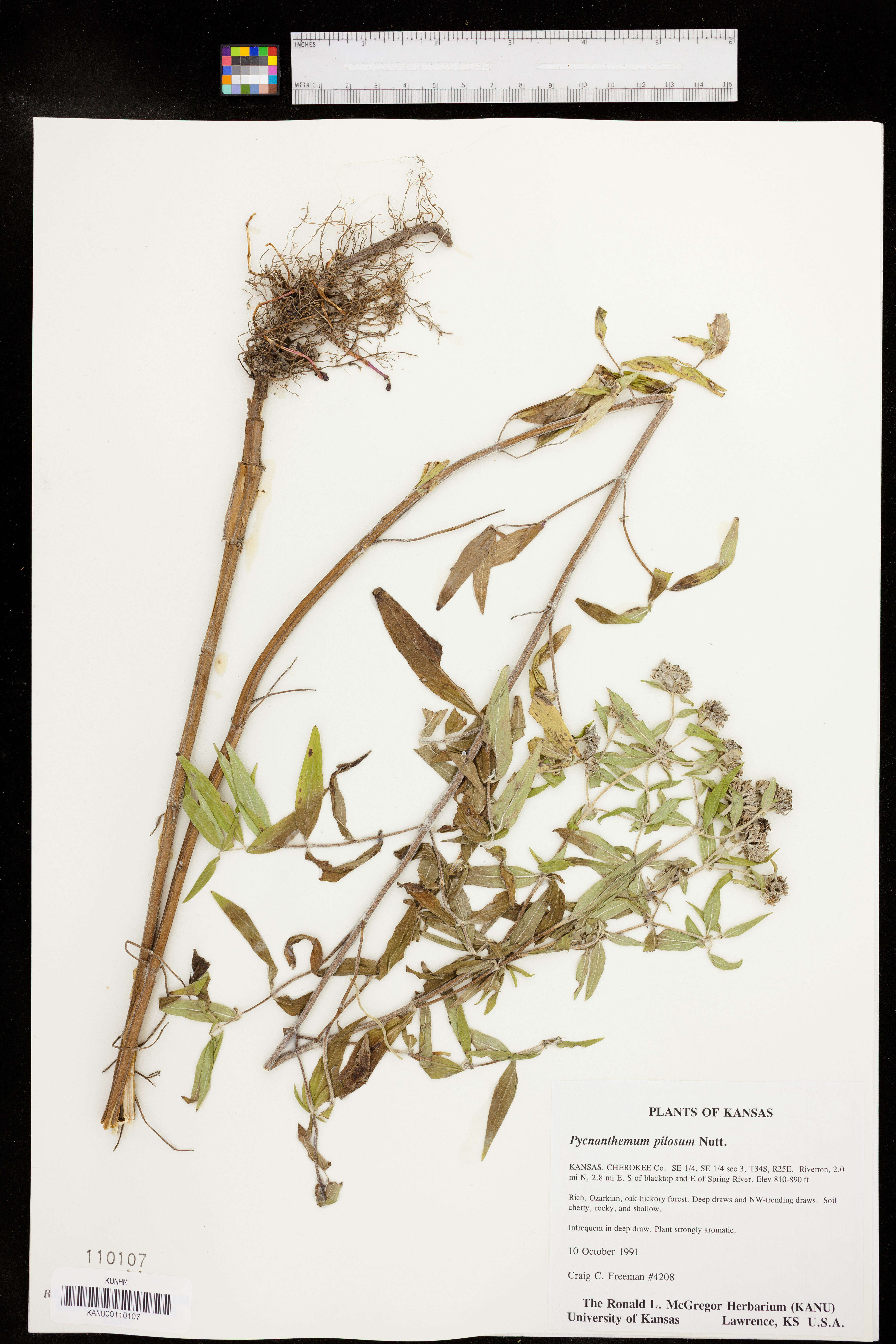 Pycnanthemum pilosum - 6