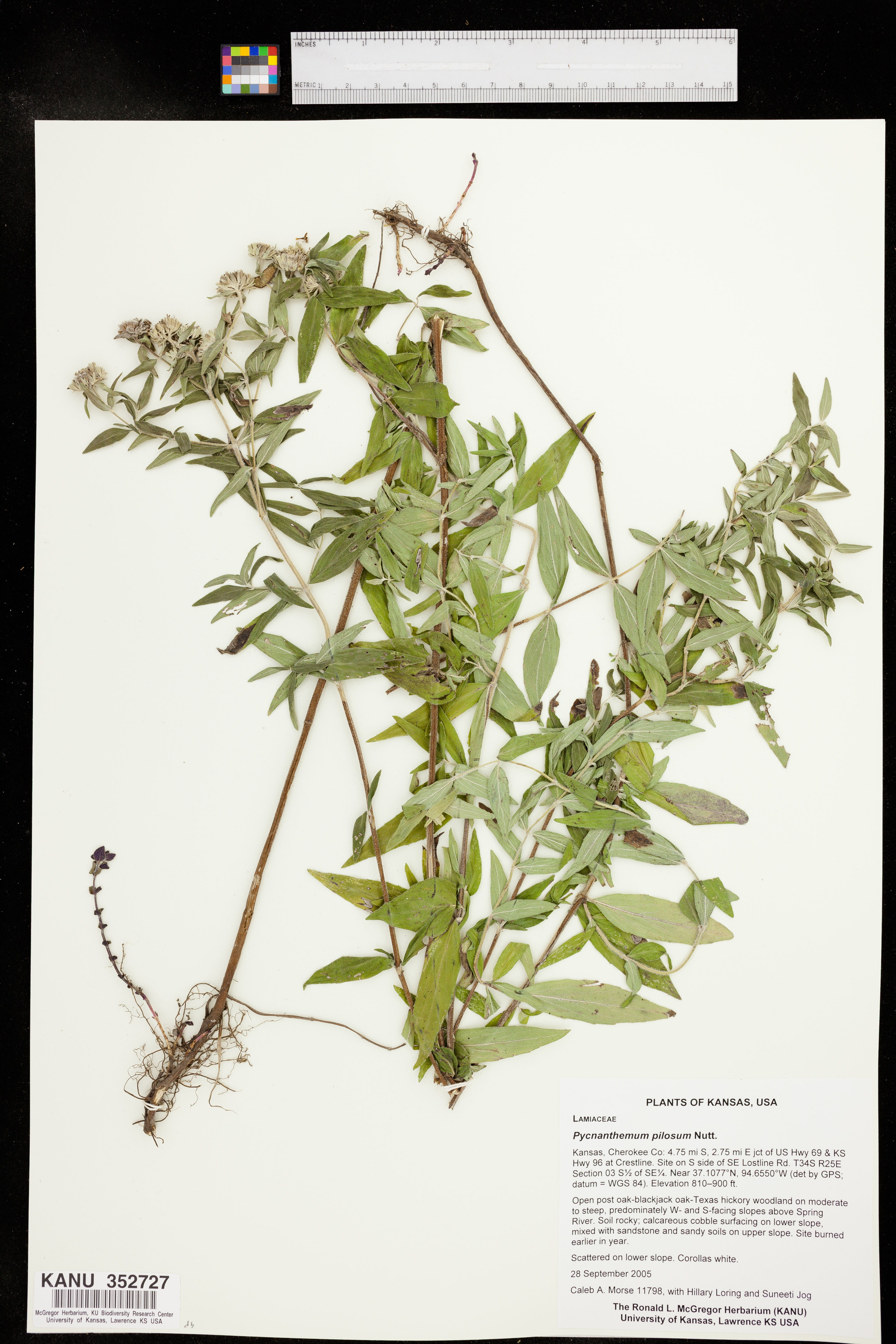 Pycnanthemum pilosum - 56