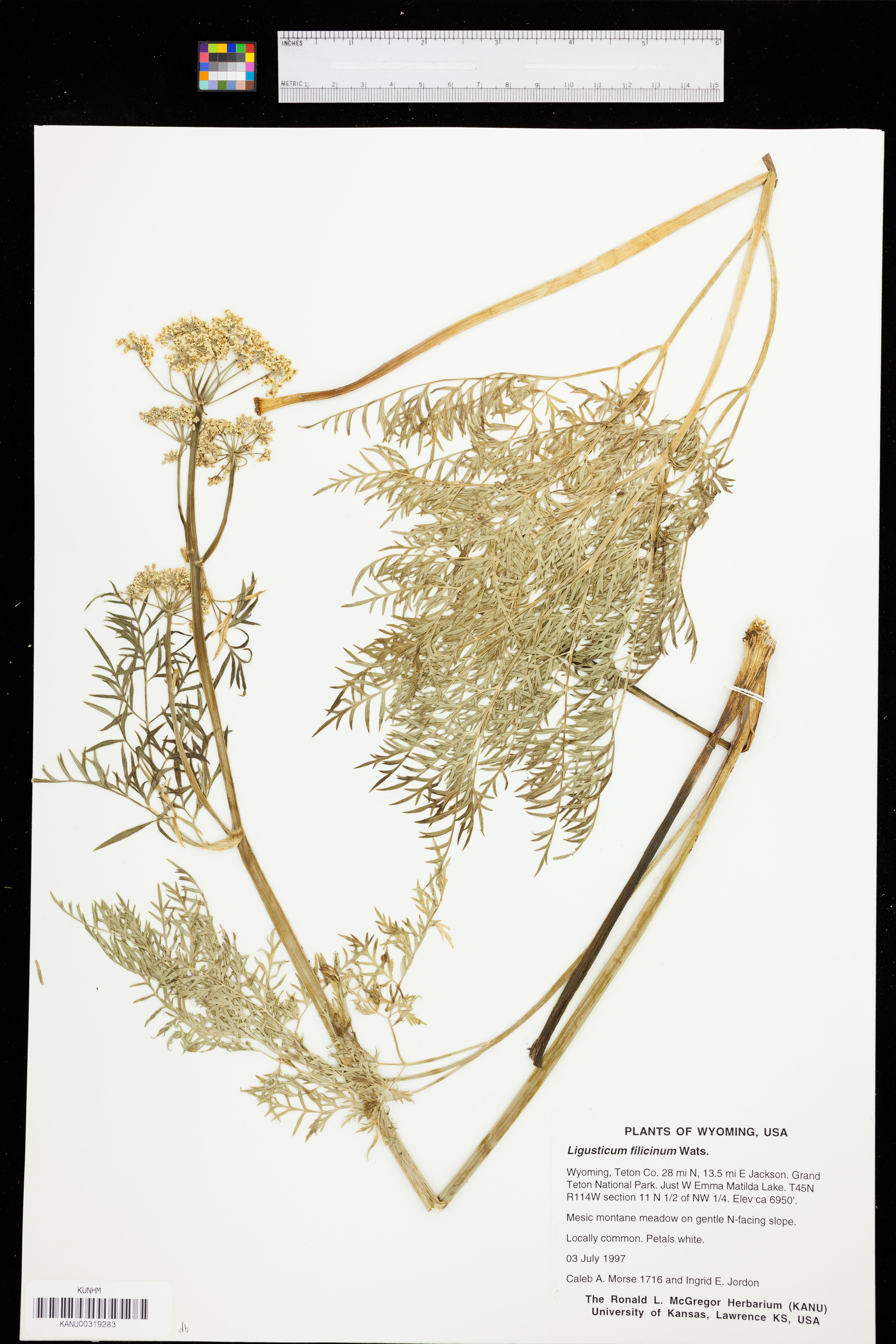 Ligusticum filicinum - 50