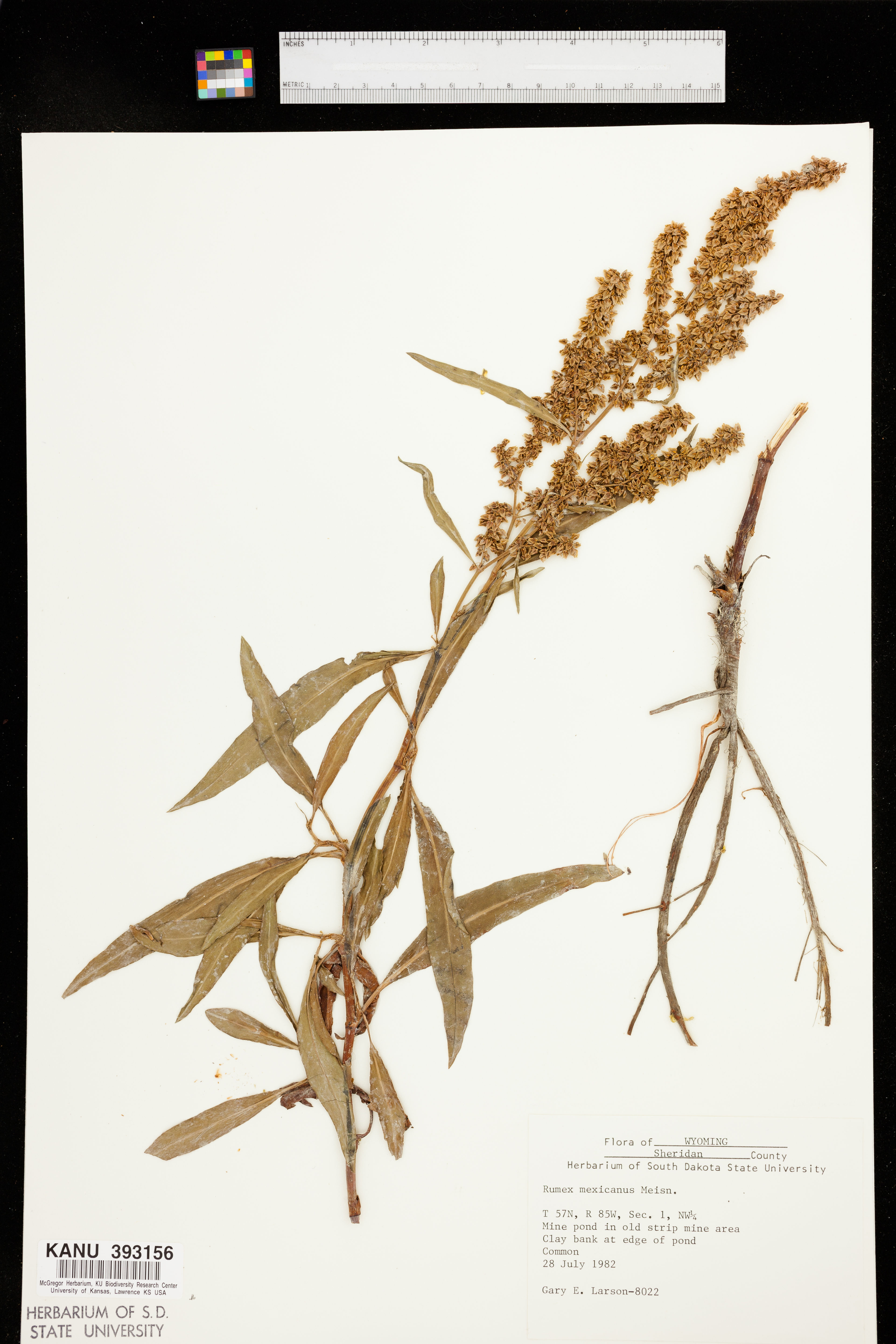 Rumex mexicanus - 63