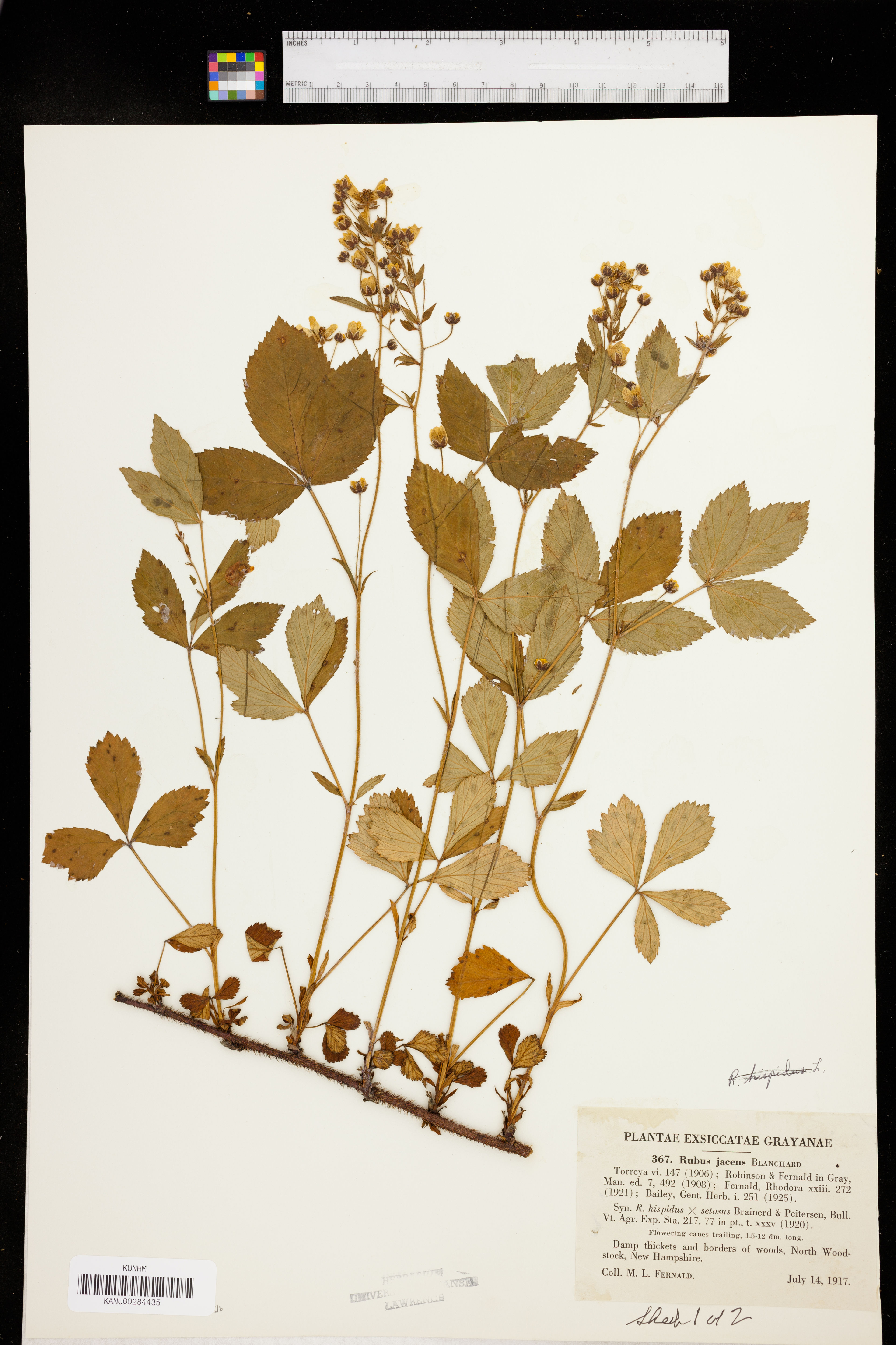 Rubus jacens - 15
