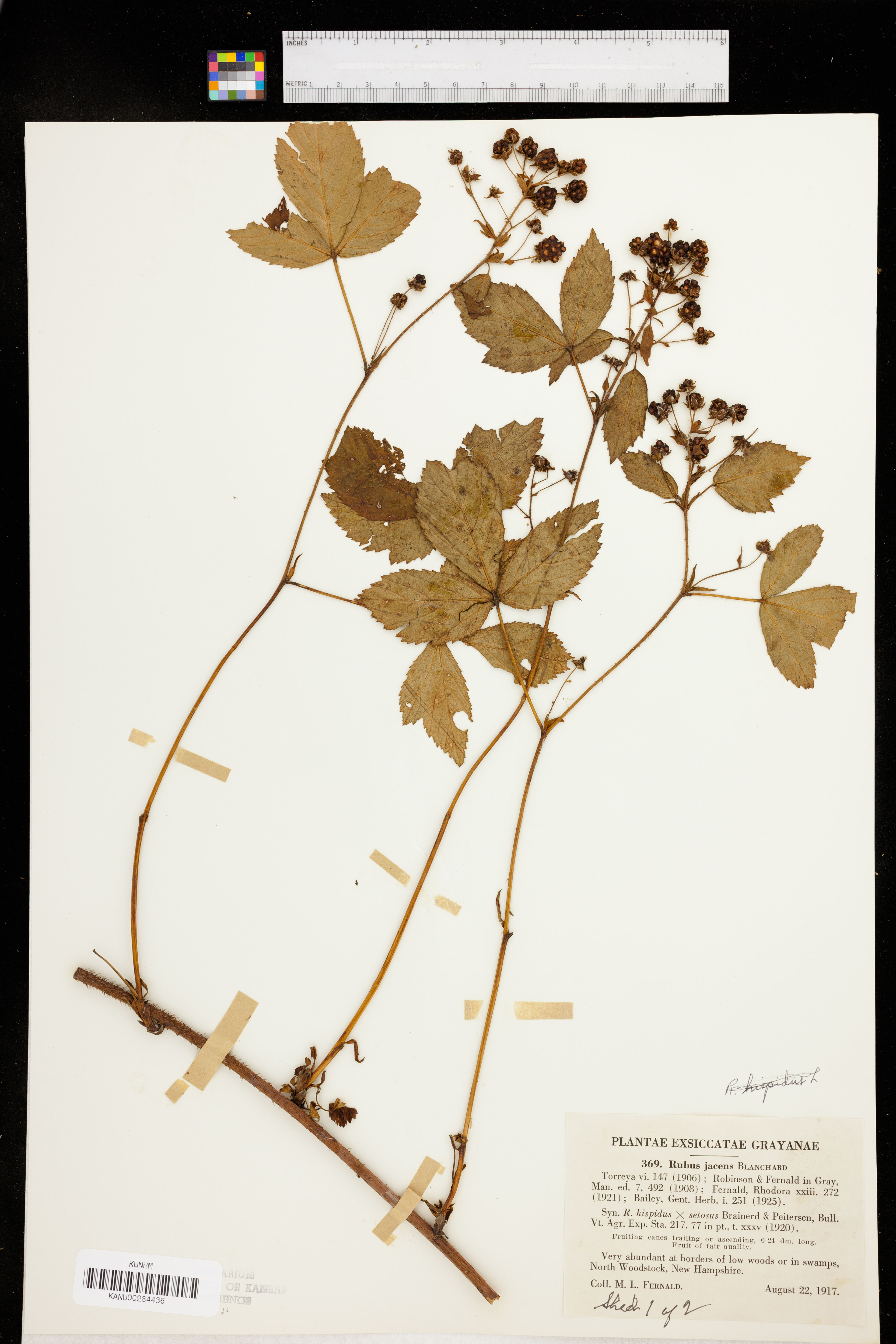 Rubus jacens - 23