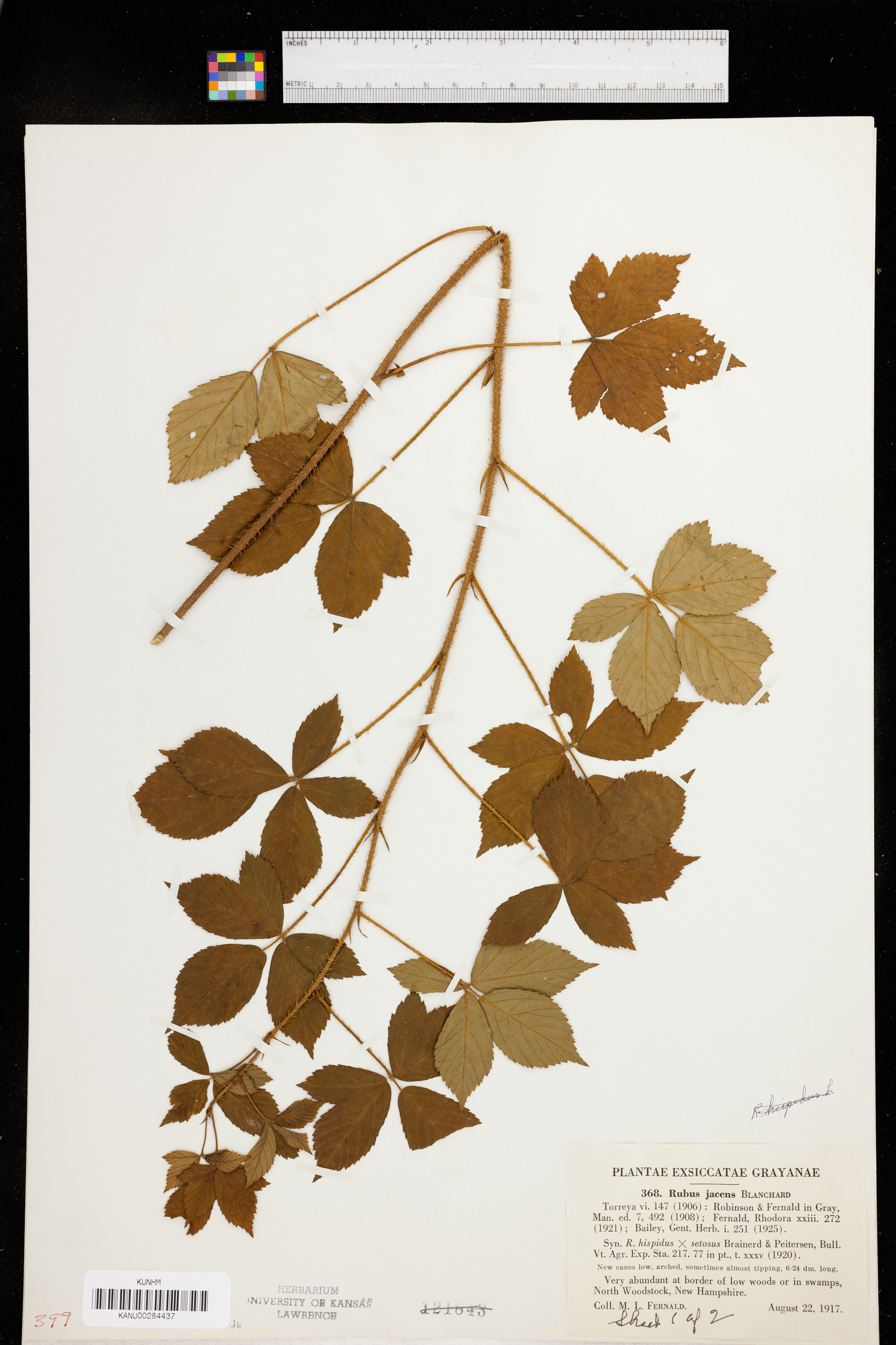 Rubus jacens - 11