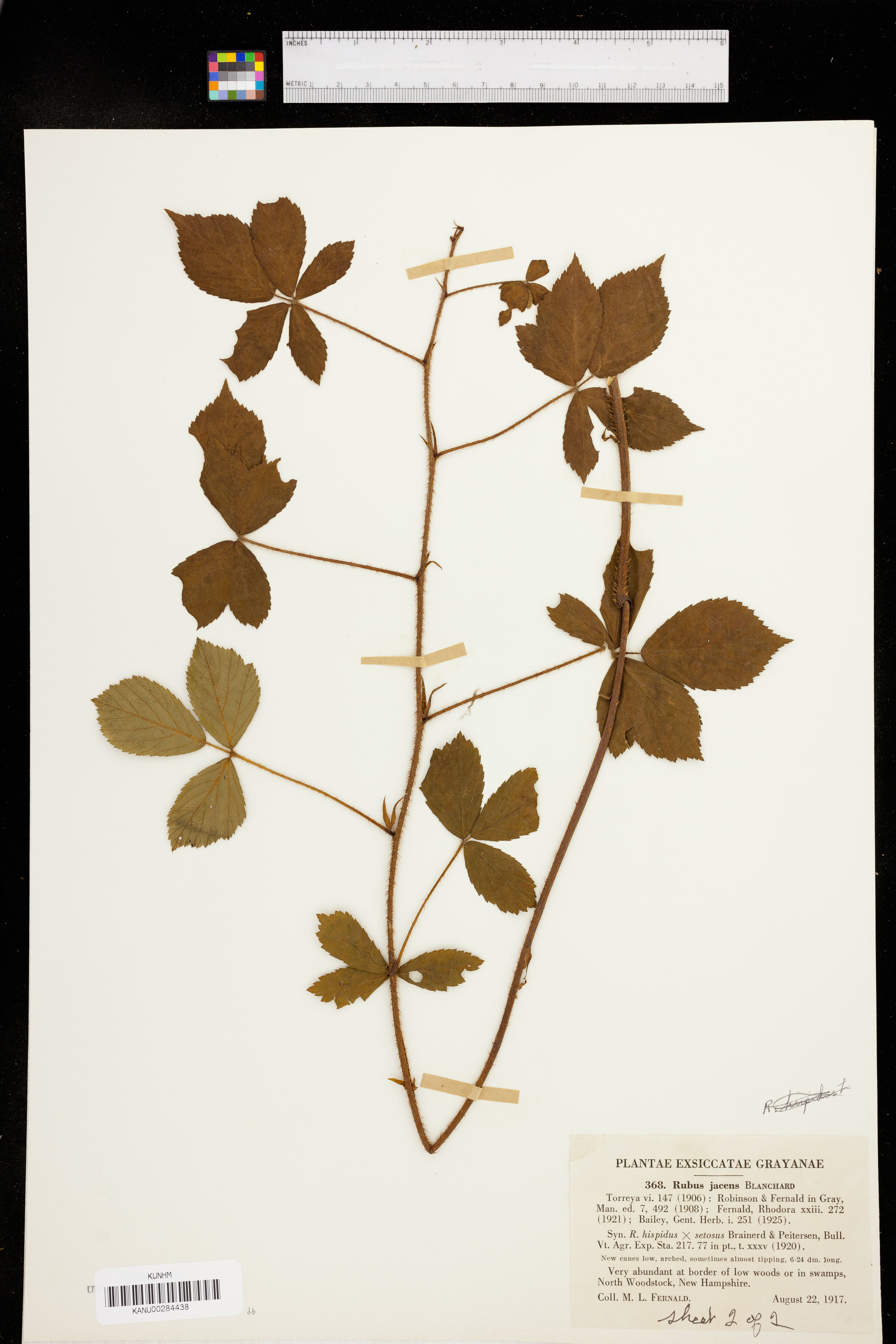Rubus jacens - 21