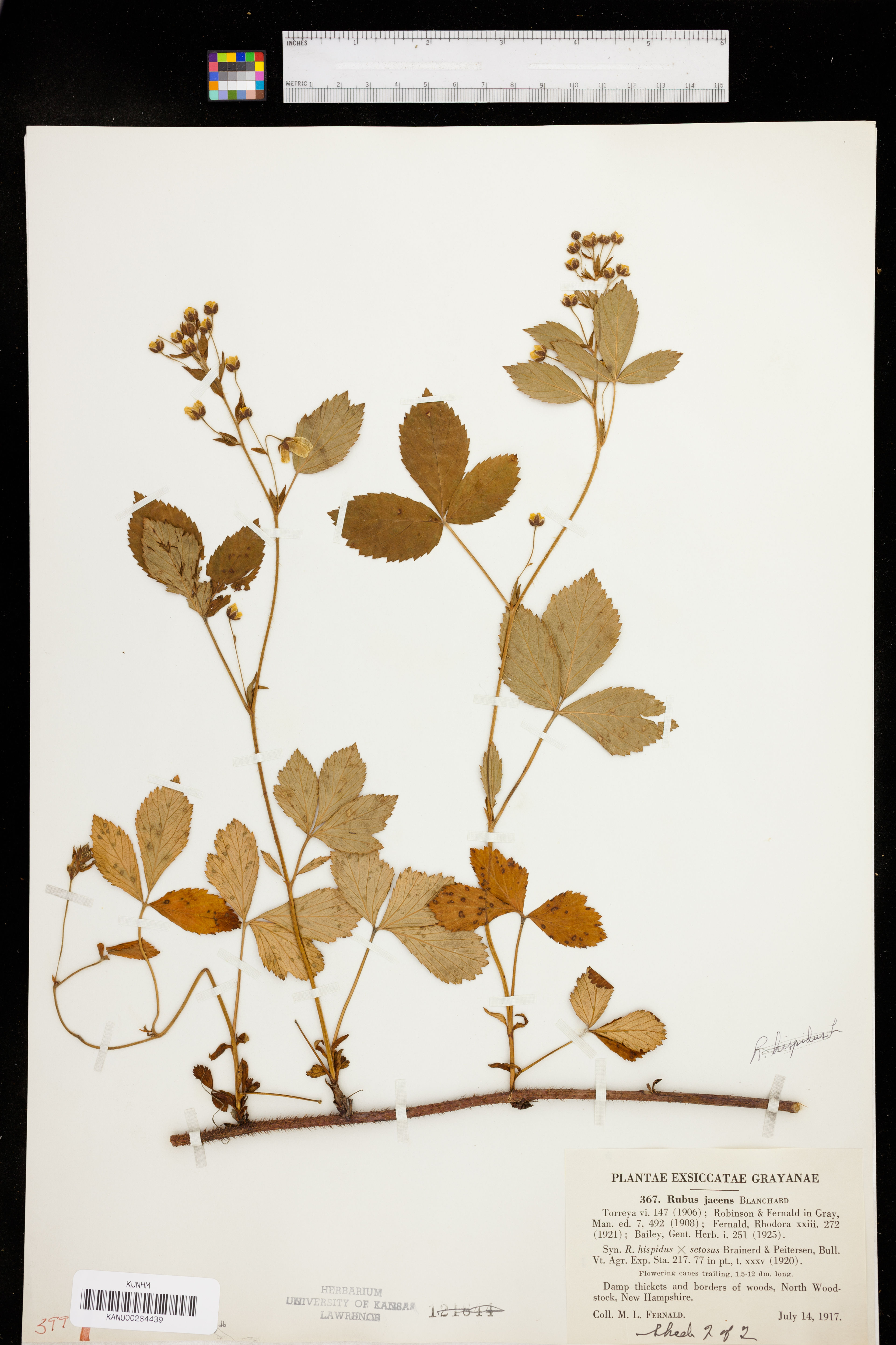 Rubus jacens - 10
