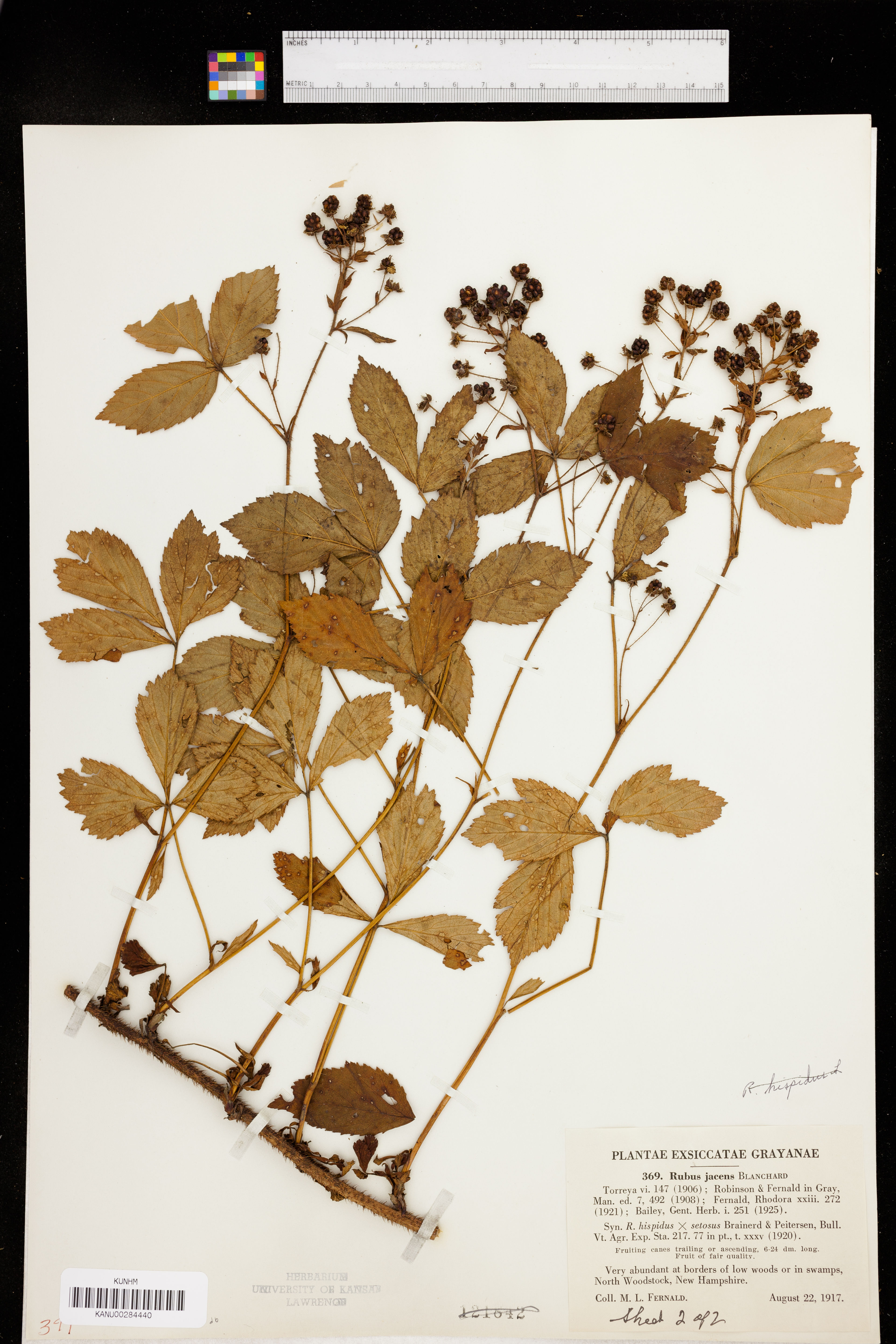Rubus jacens - 33