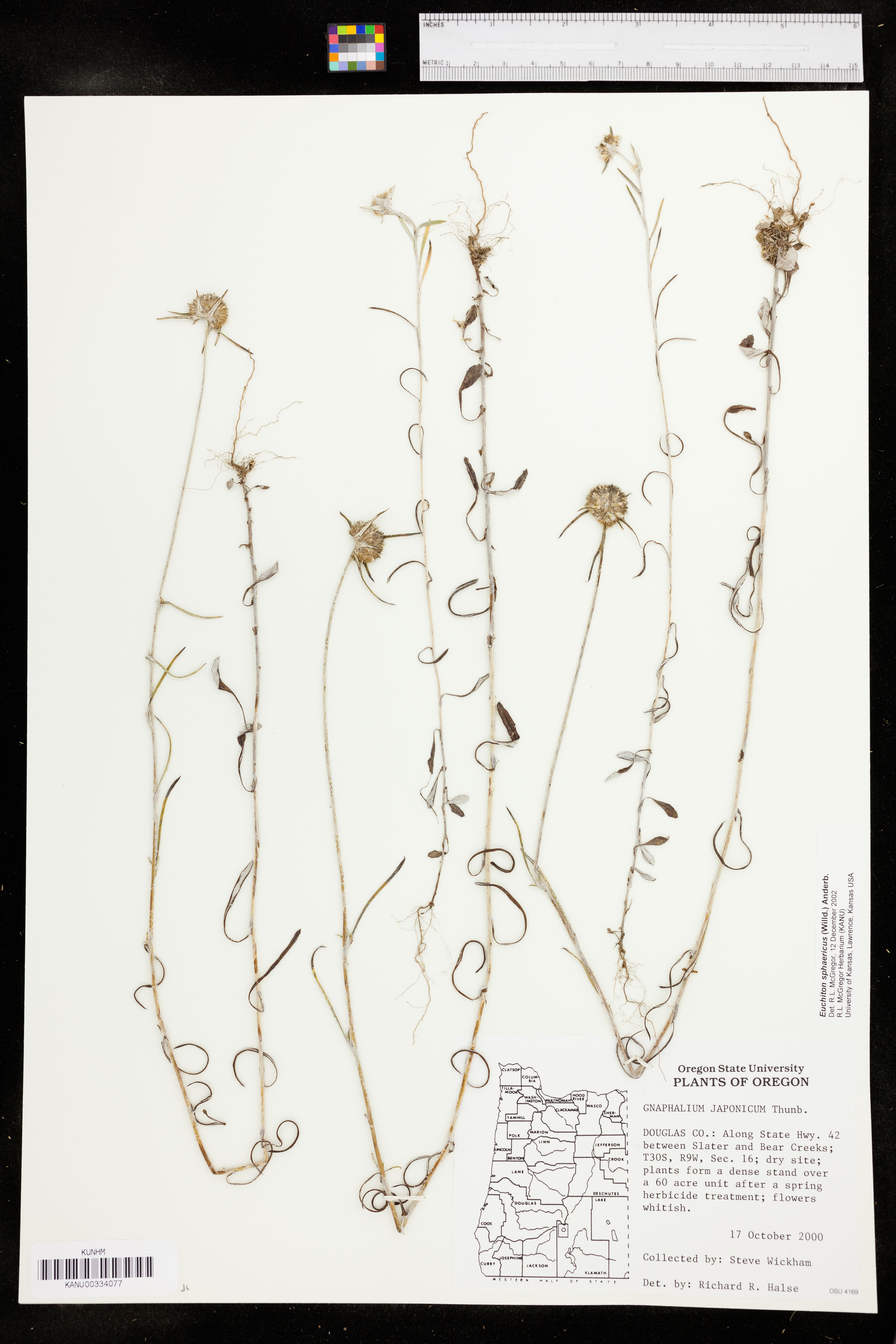 Gnaphalium japonicum - 69
