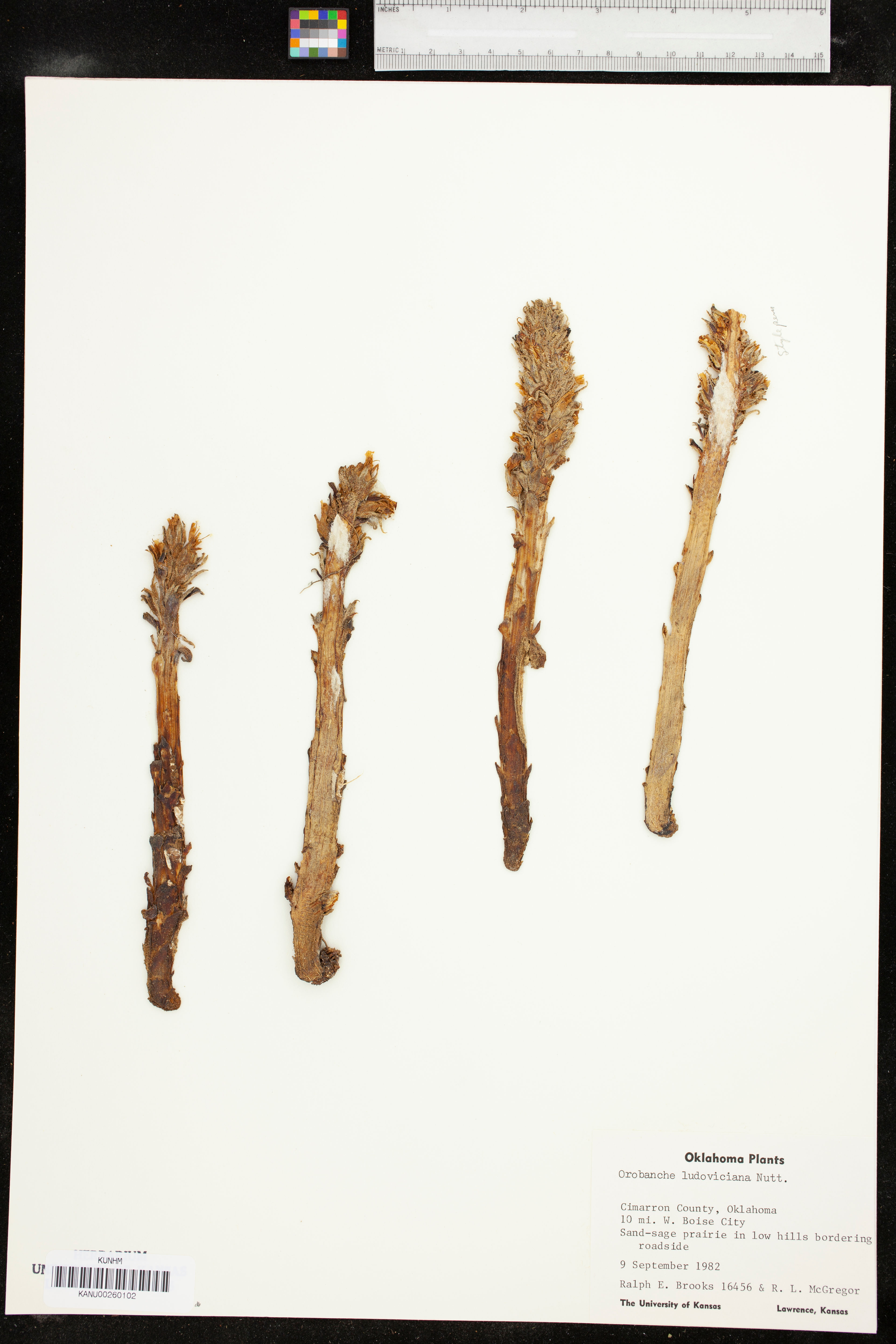 Orobanche ludoviciana - 37