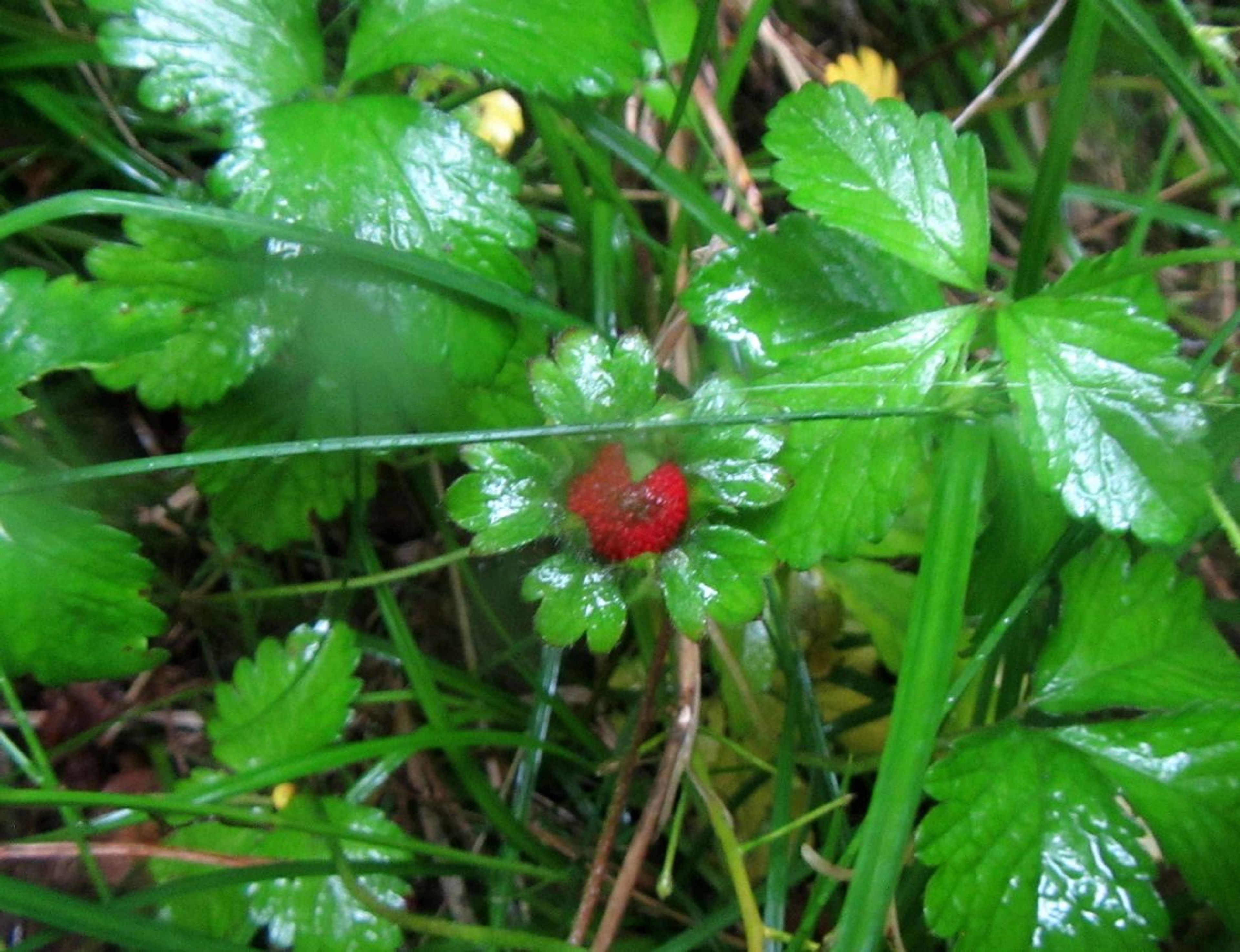 Duchesnea indica - 14